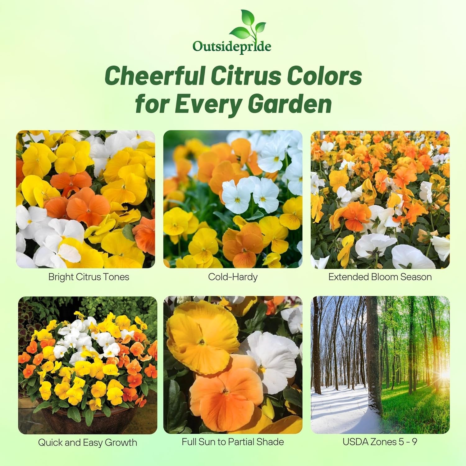 Pansy Citrus Flower Mixture
