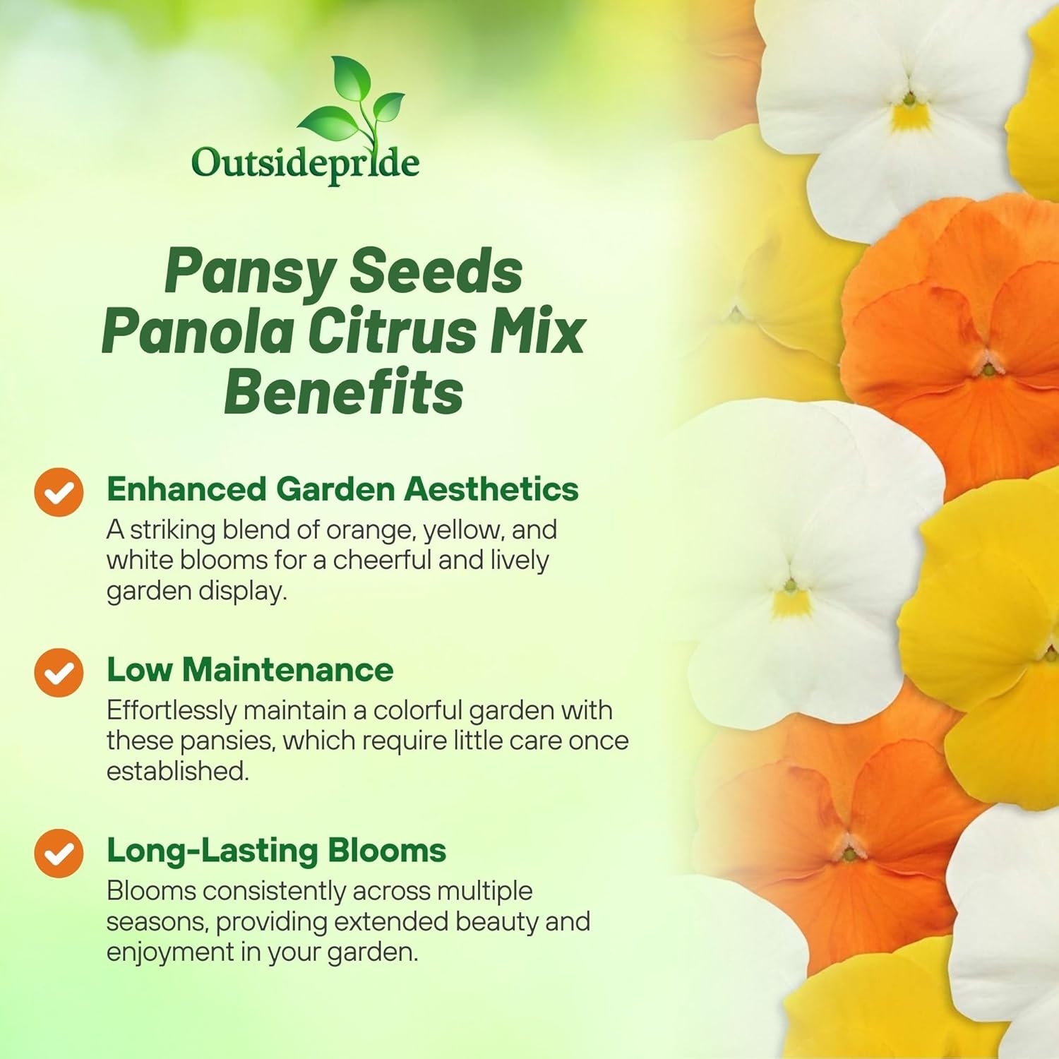 Pansy Citrus Flower Seed Mix
