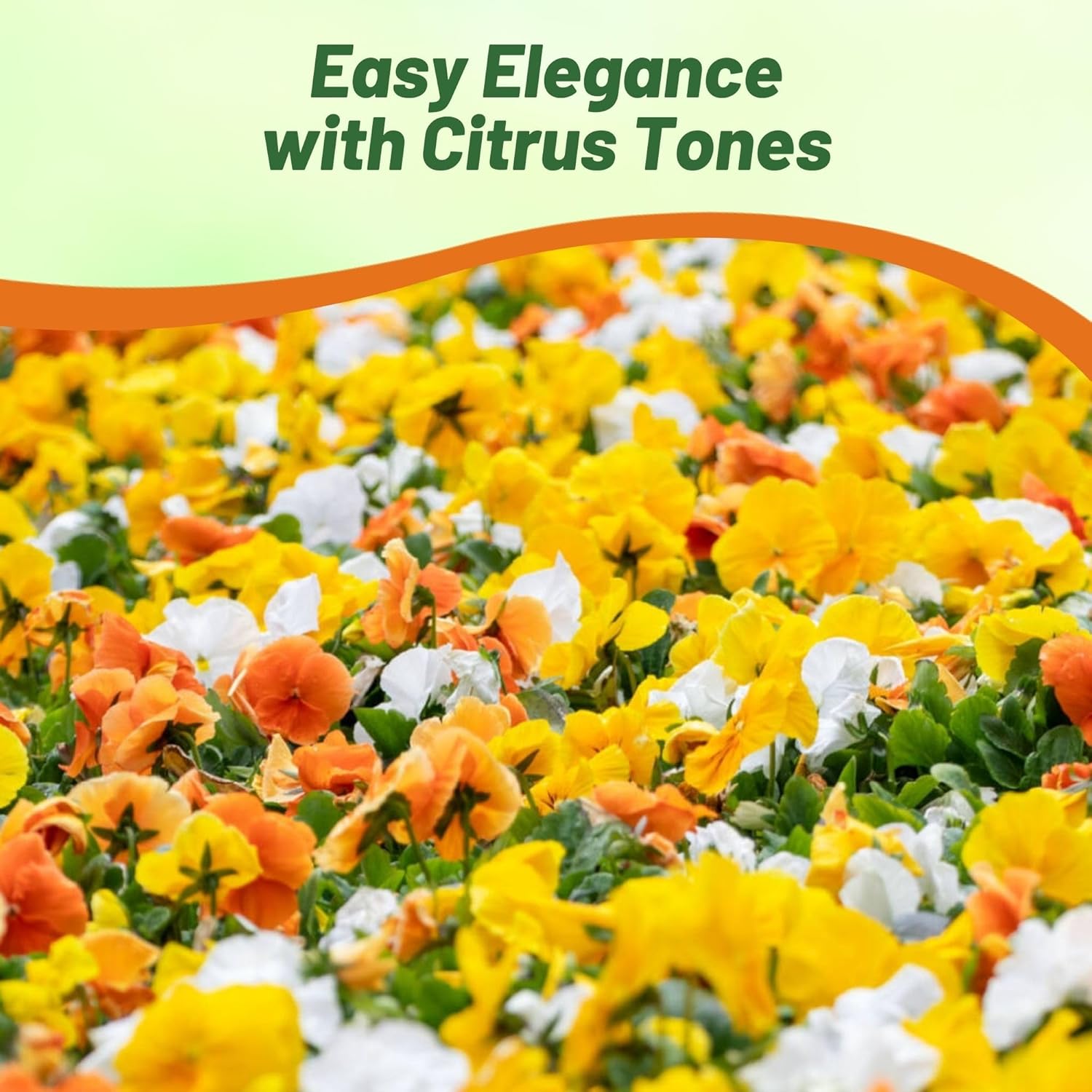 Pansy Panola Citrus Seed Mix