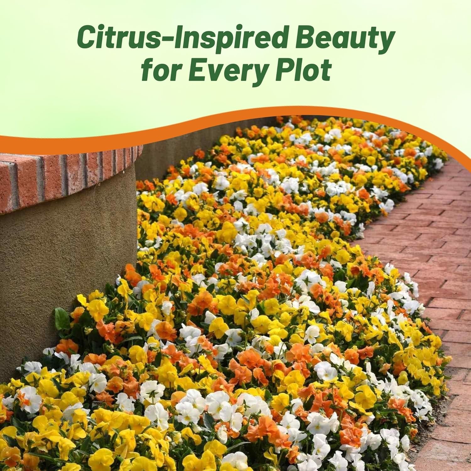 Pansy Panola Citrus Flower Bed