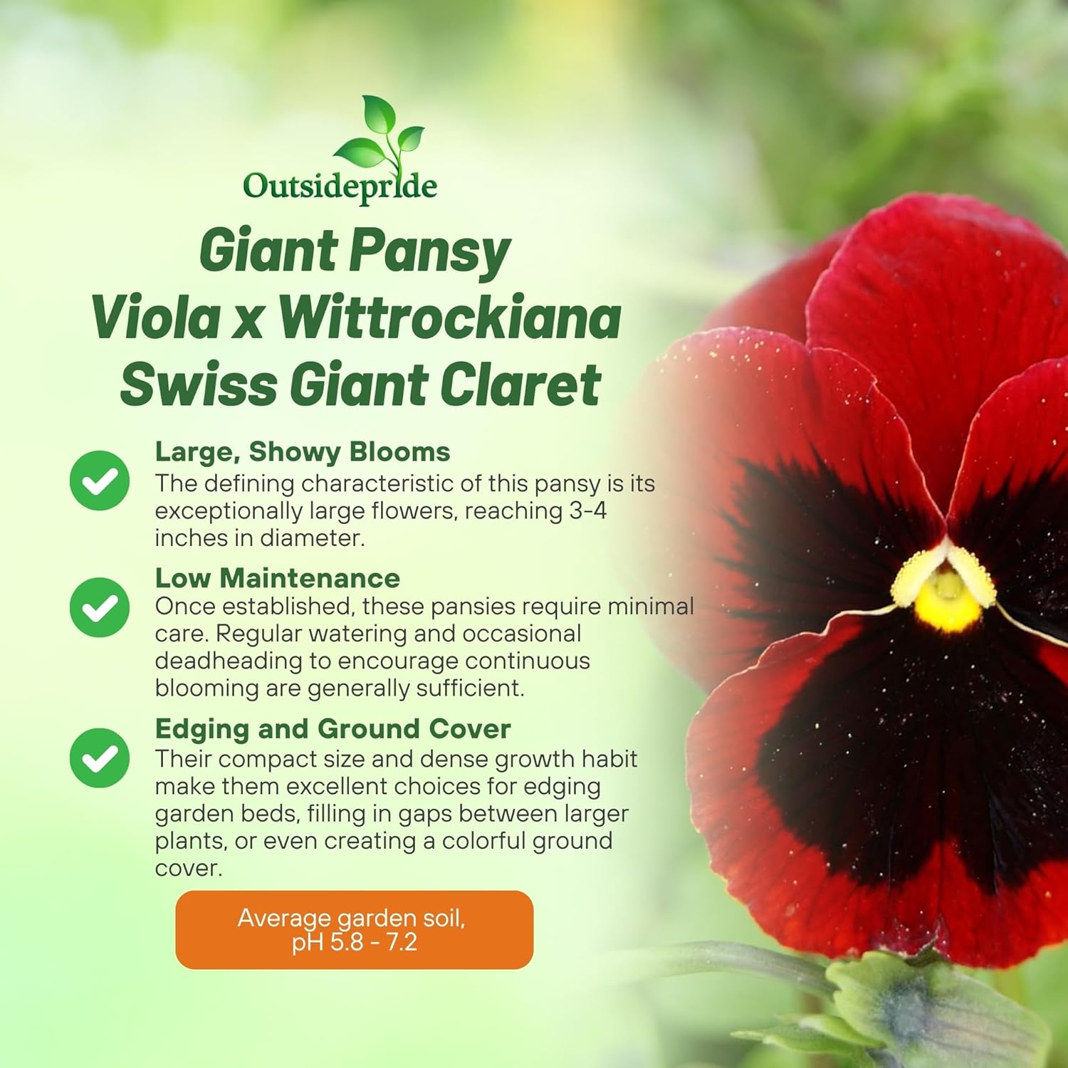 iola x Wittrockiana Swiss Giant Claret