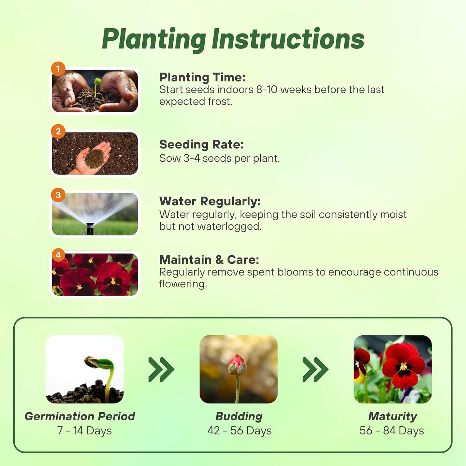 Viola Swiss Giants Claret Planting Directions