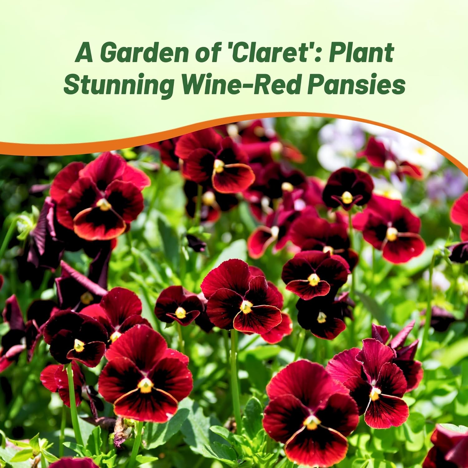 Viola Swiss Giants Claret Garden Flowers