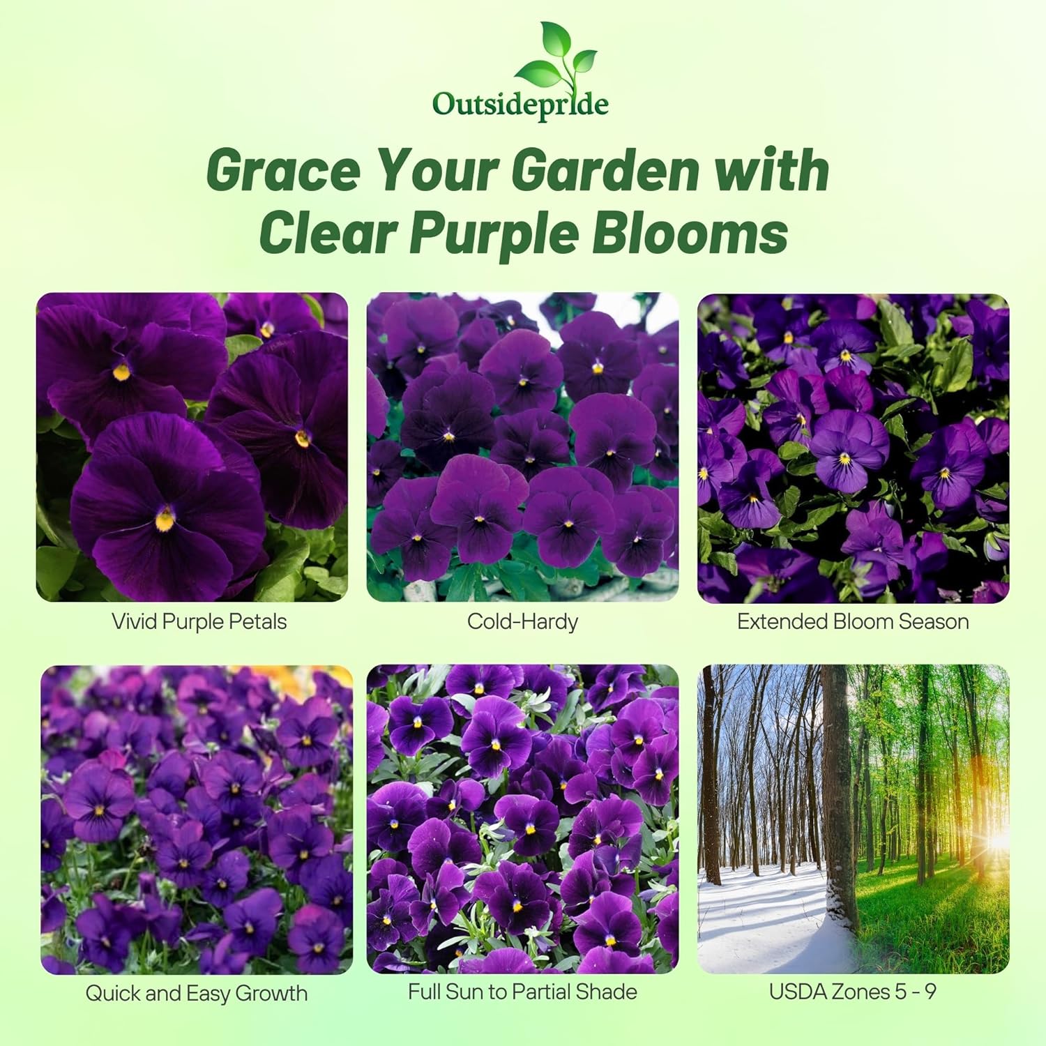 Pansy Majestic Giants Purple Garden Flowers