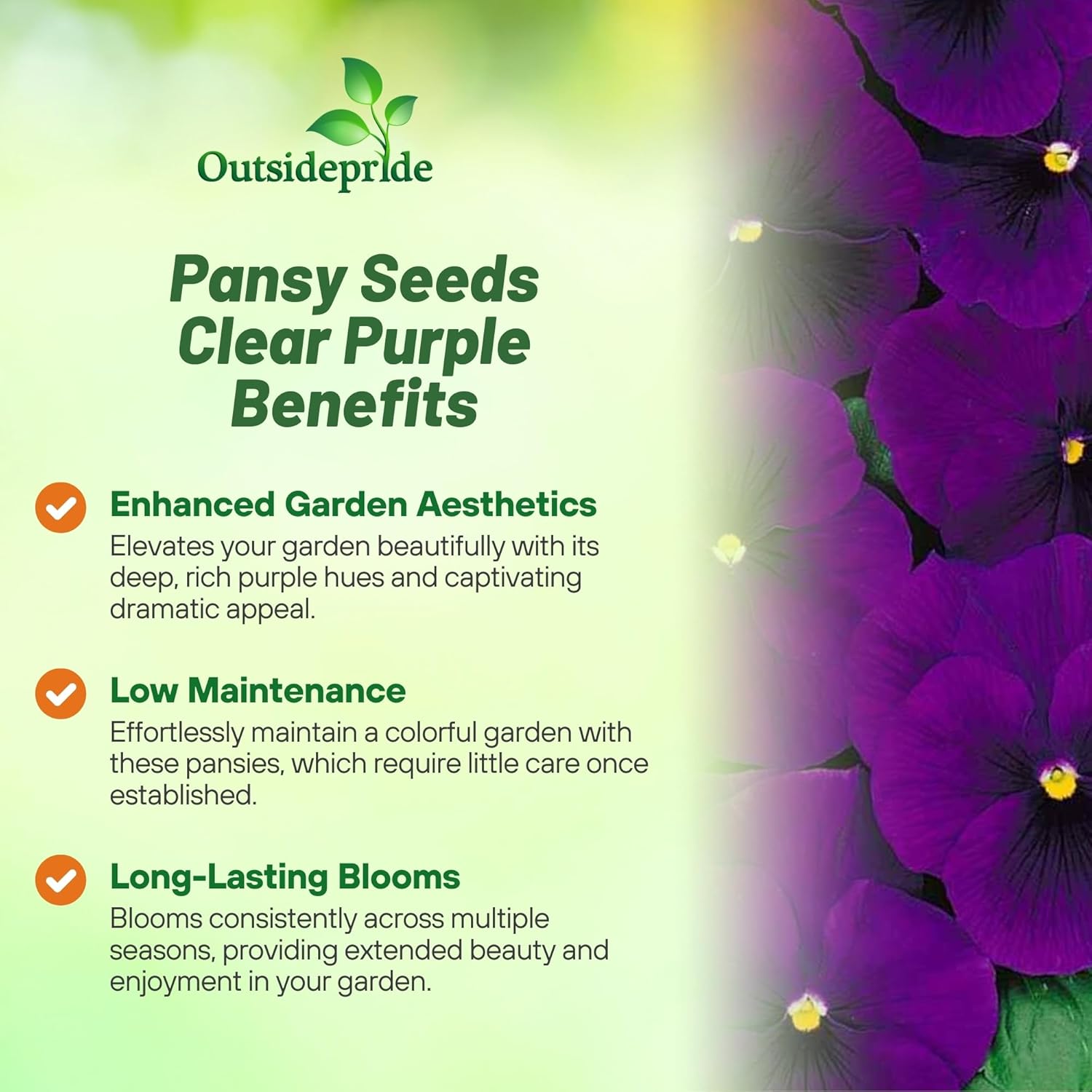 Pansy Majestic Giants II Clear Purple