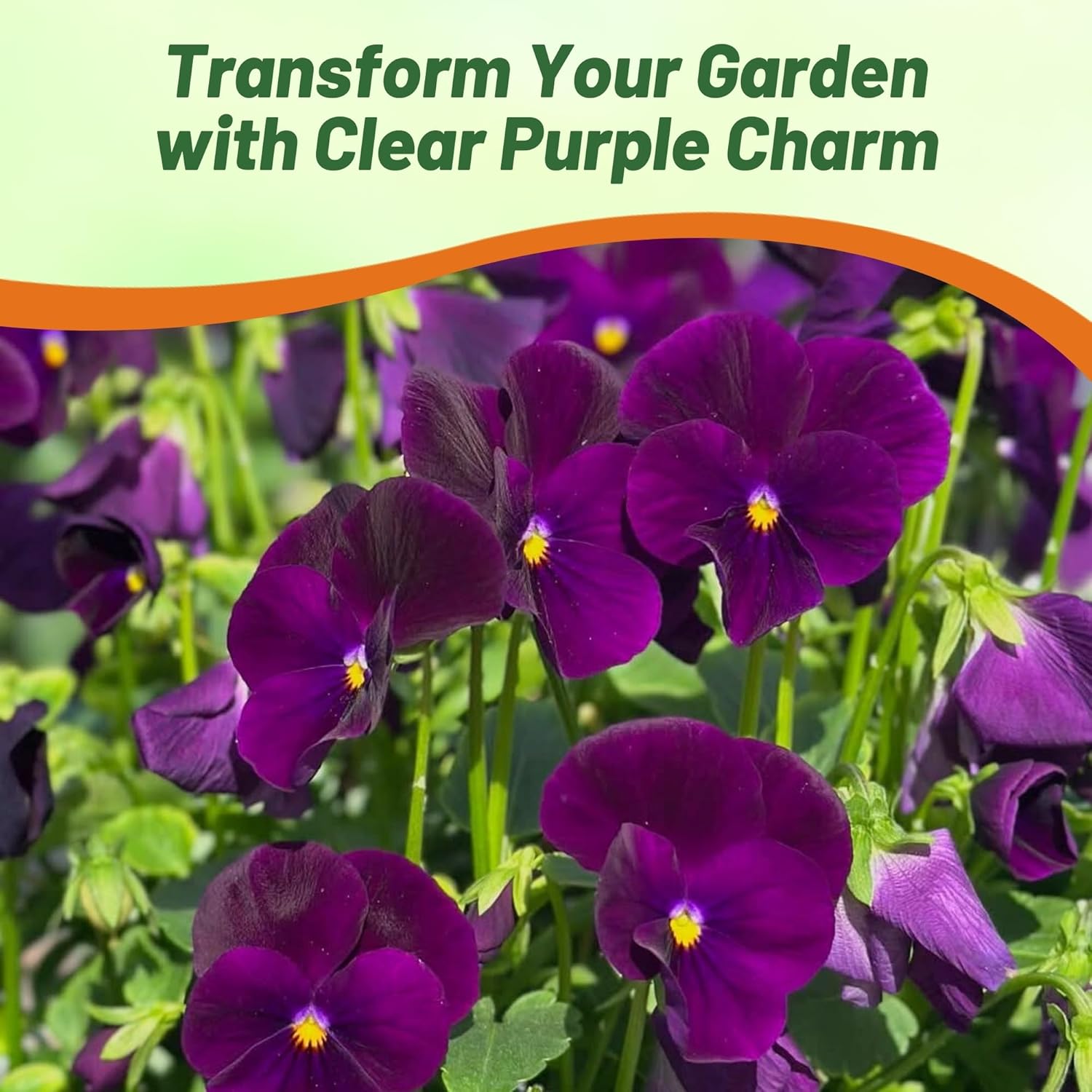 Pansy Giants Purple Flowers