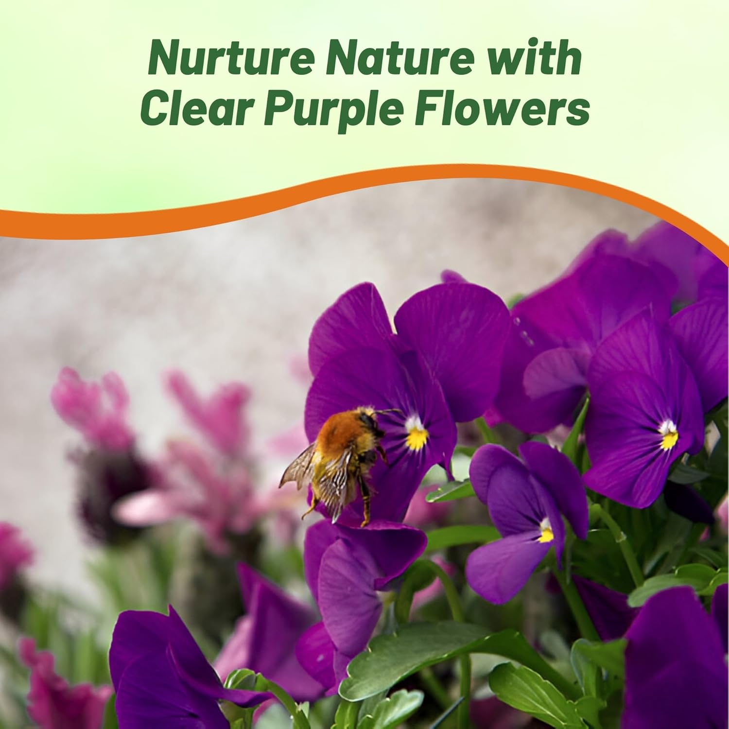 Pansy Majestic Giants Purple Container Flowers