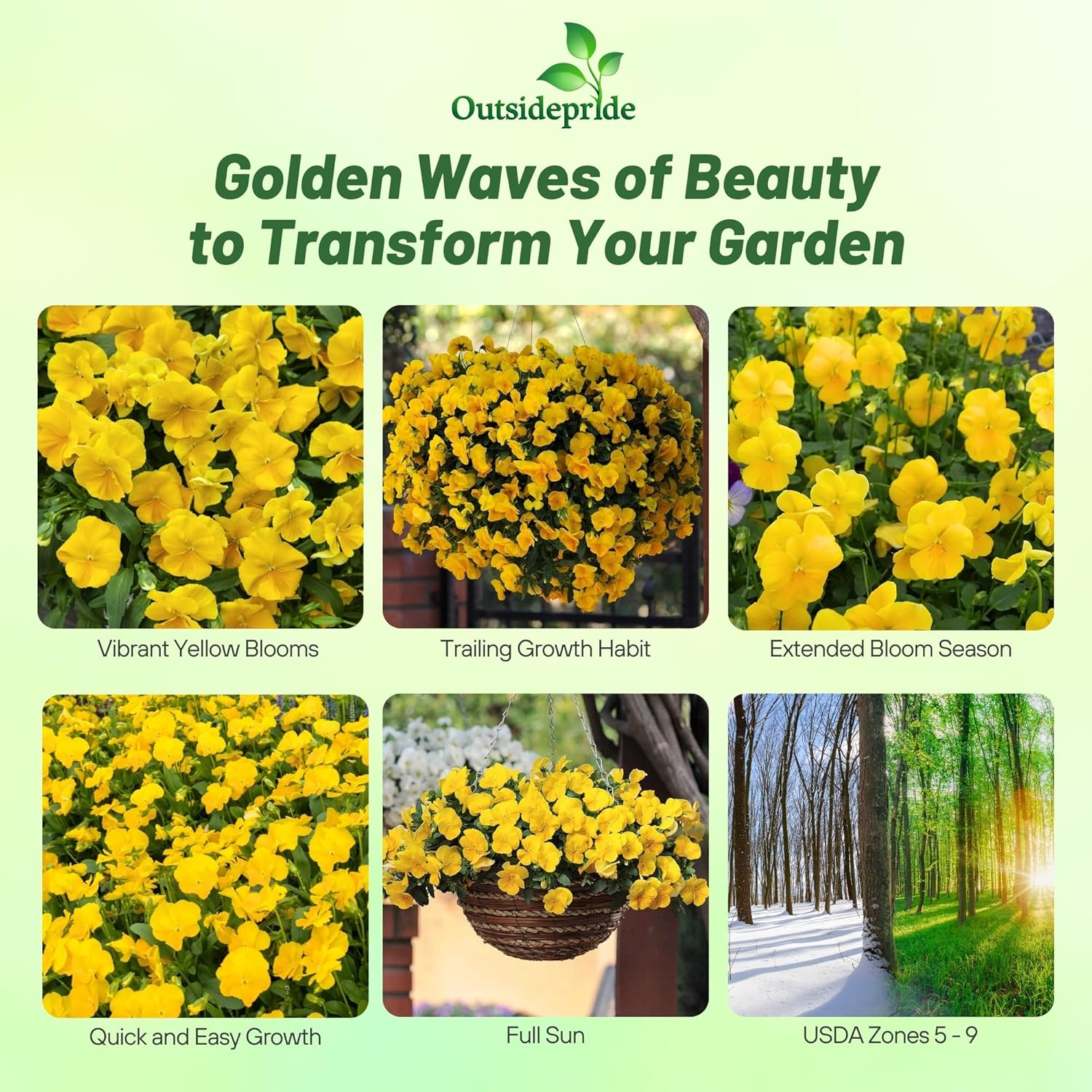 Pansy Cool Wave Golden Yellow Trailing Flowers