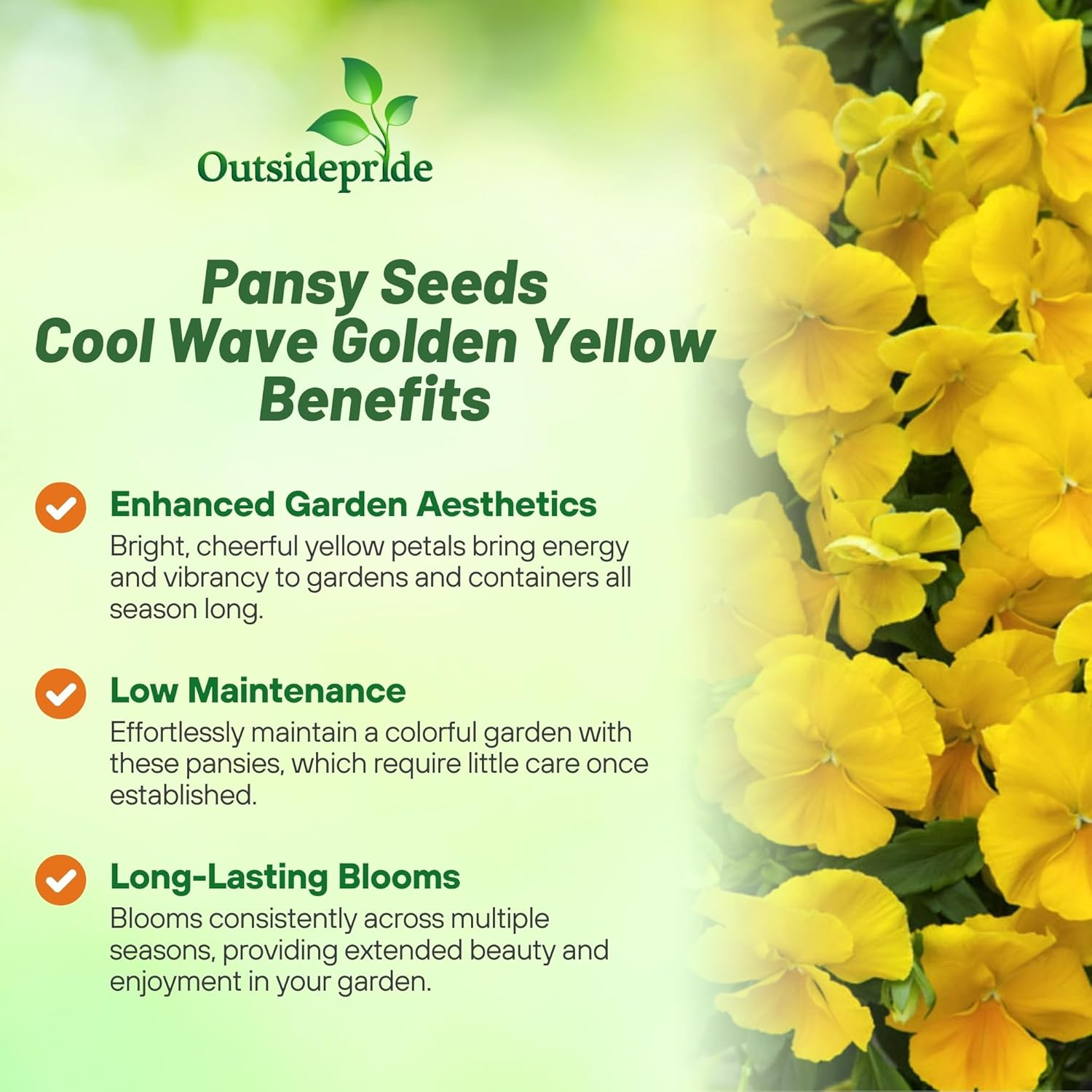 Pansy Cool Wave Golden Yellow Spreading Flowers