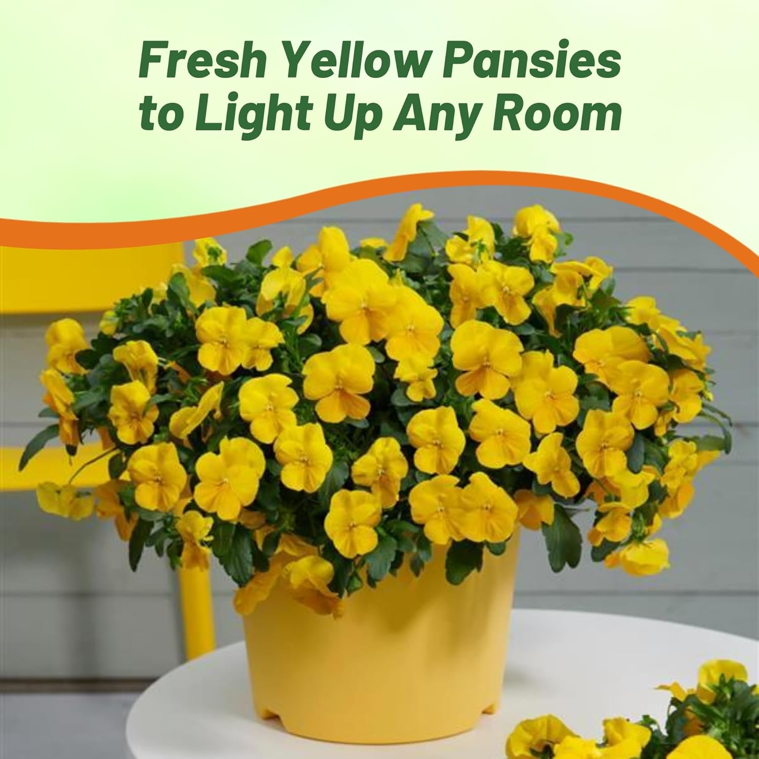 Pansy Cool Wave Golden Yellow Seeds
