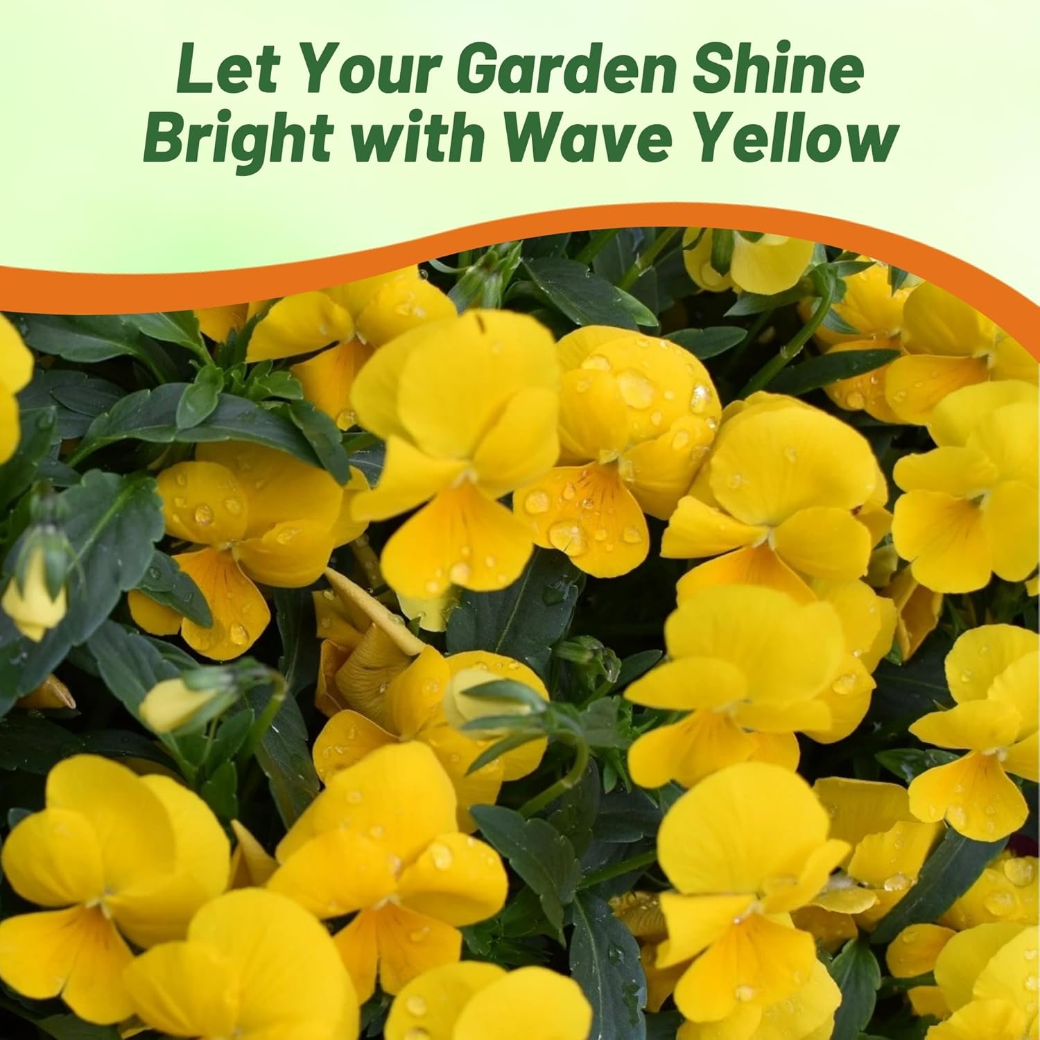Pansy Cool Wave Golden Yellow Flower Bed