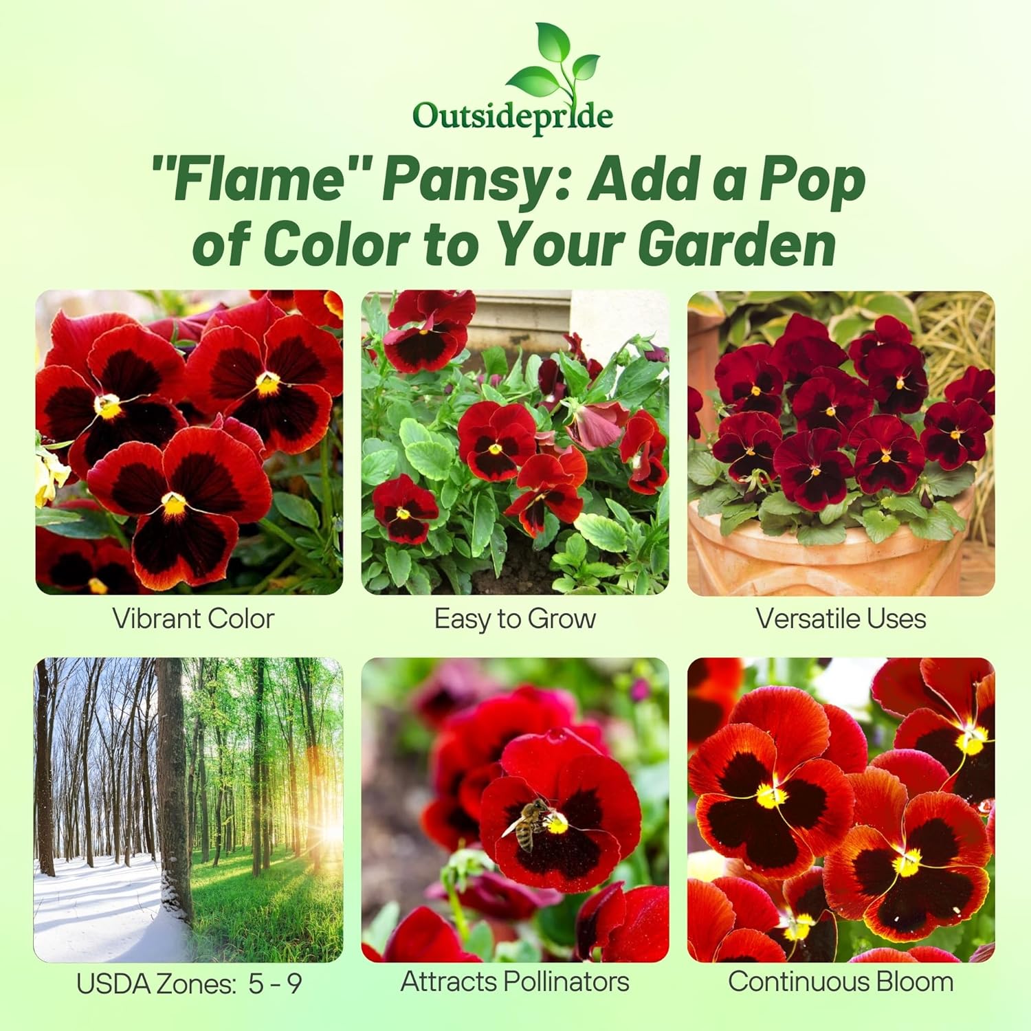 Viola Swiss Giants Flame Flower Seeds