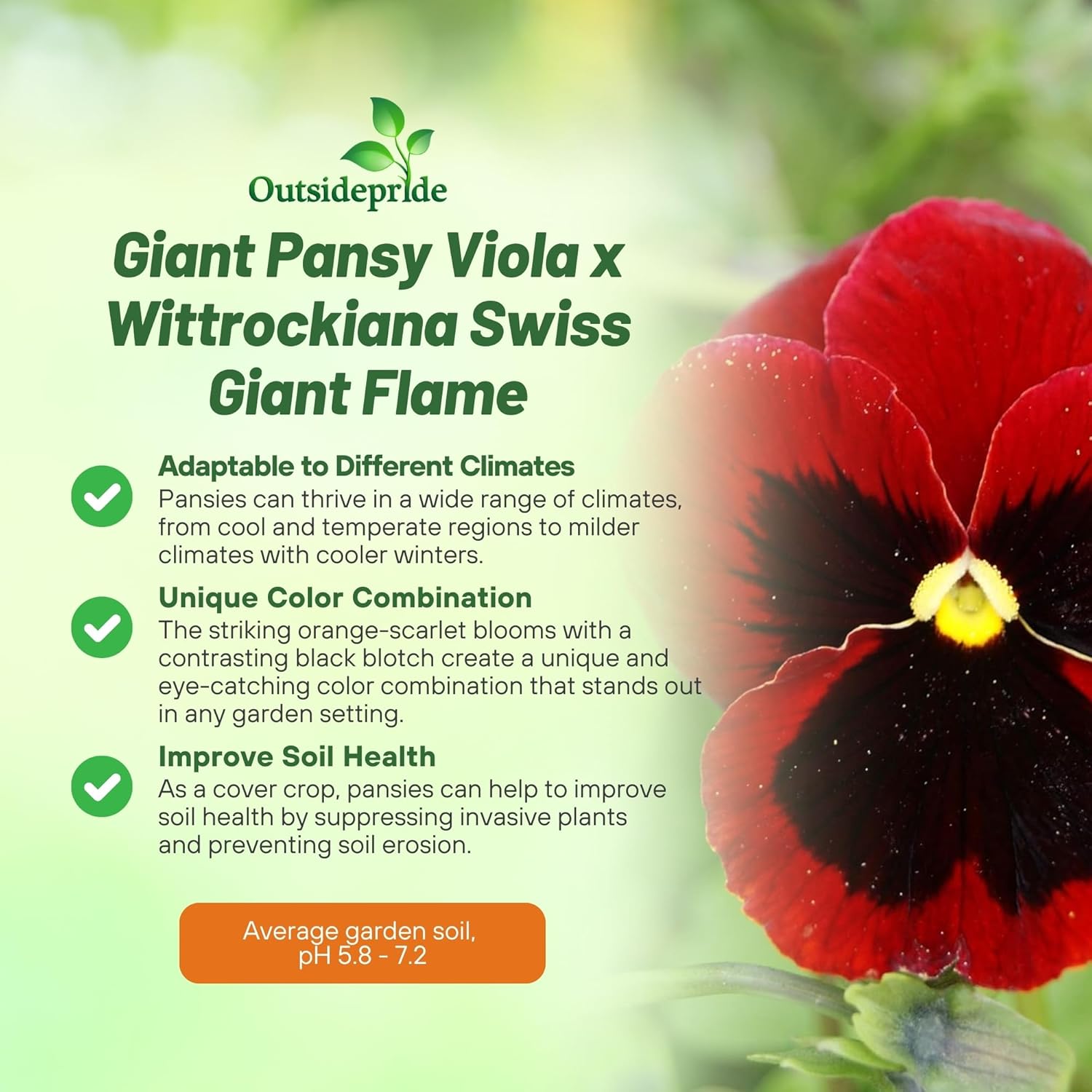 Viola Swiss Giants Flame Seeds