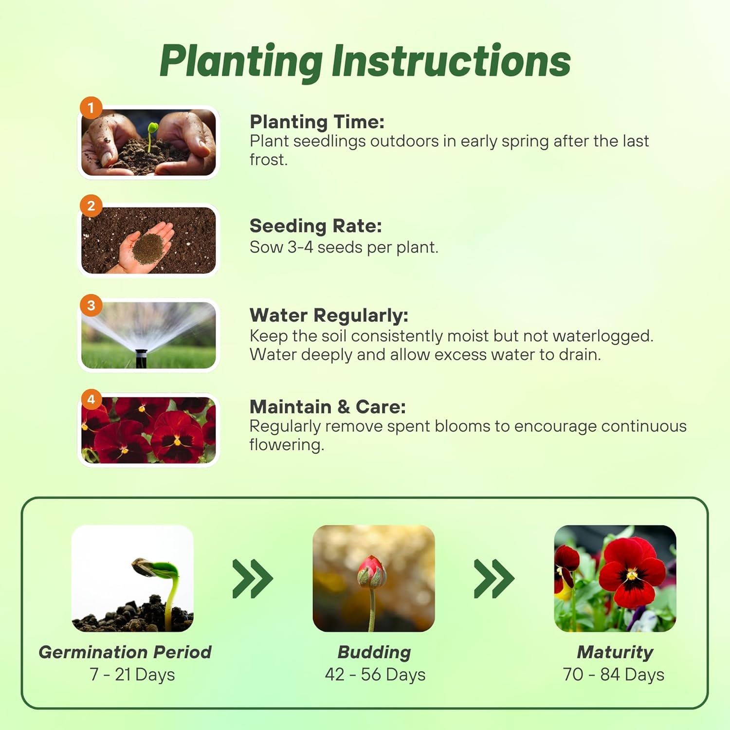 Viola Swiss Giants Flame Planting Directions