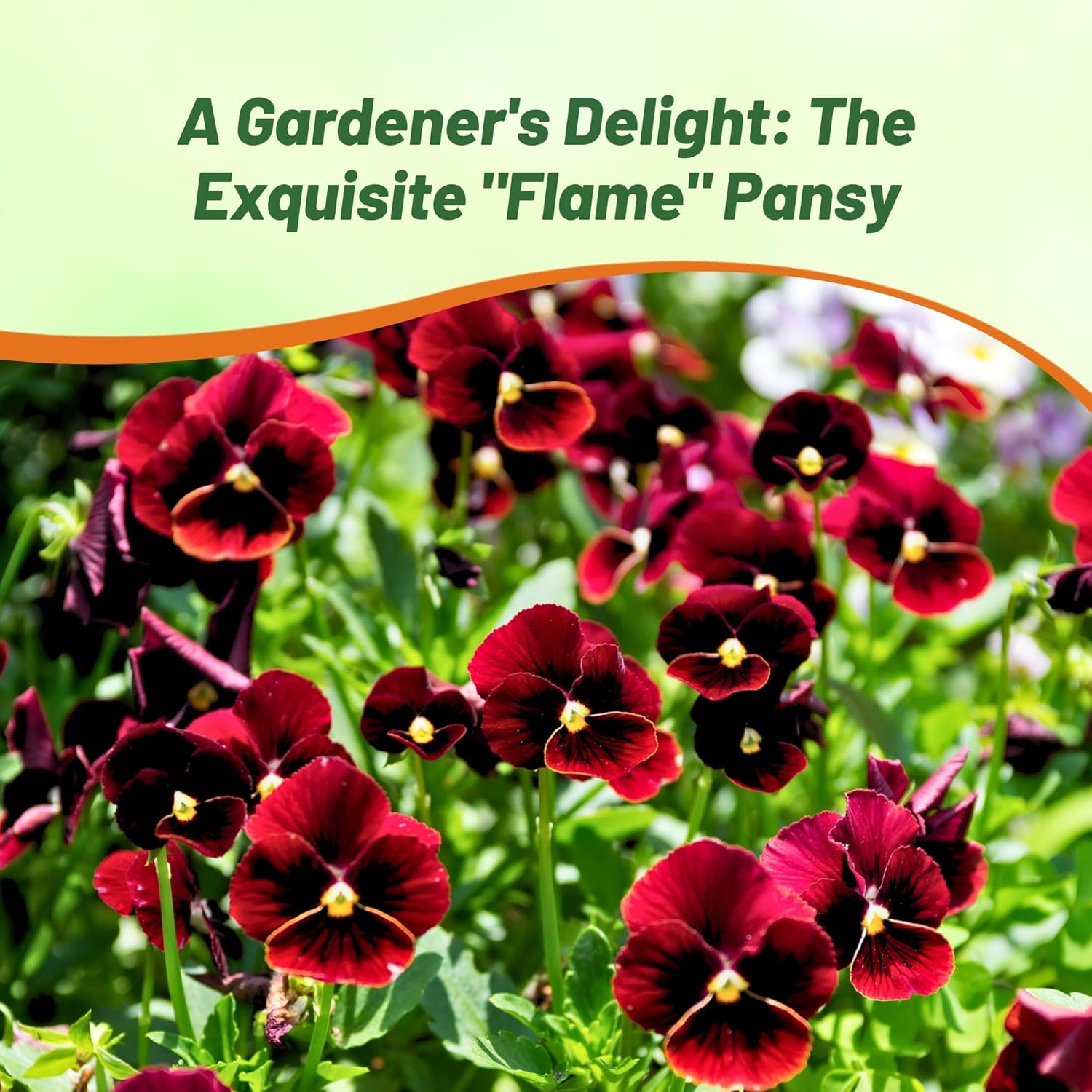 Viola Swiss Giants Flame Flower Garden