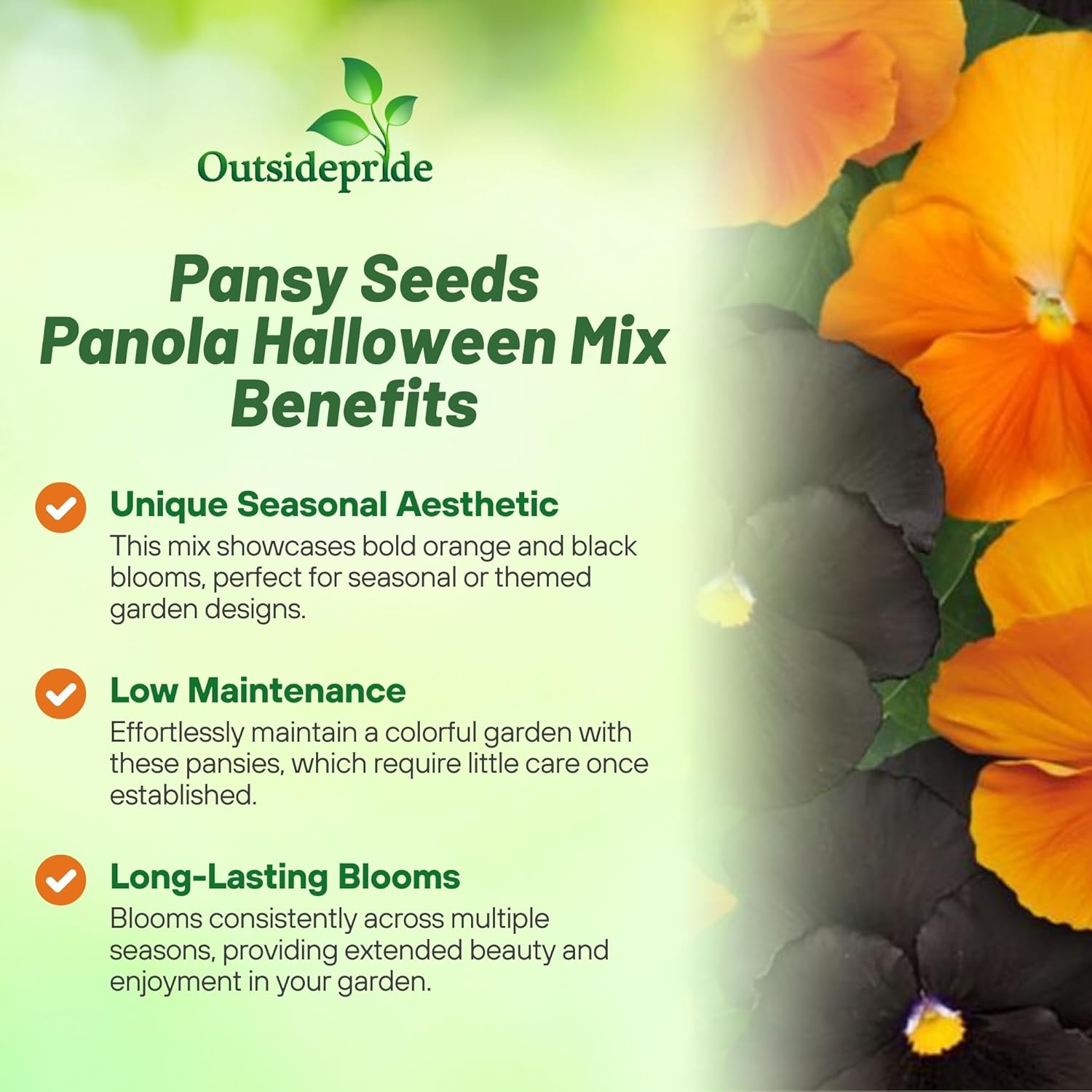 Pansy Panola Halloween Seed Mix