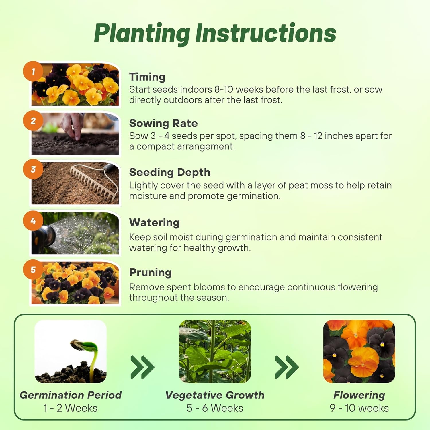 Pansy Panola Halloween Planting Directions