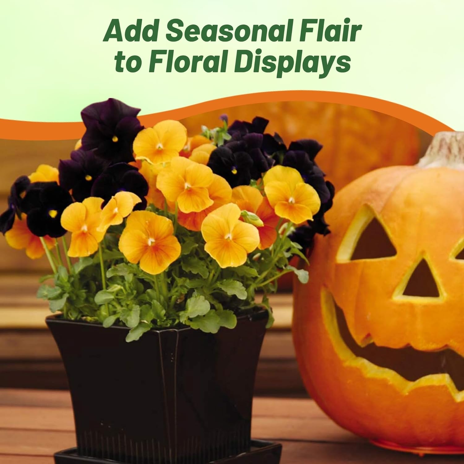 Pansy Panola Halloween Flower Mix