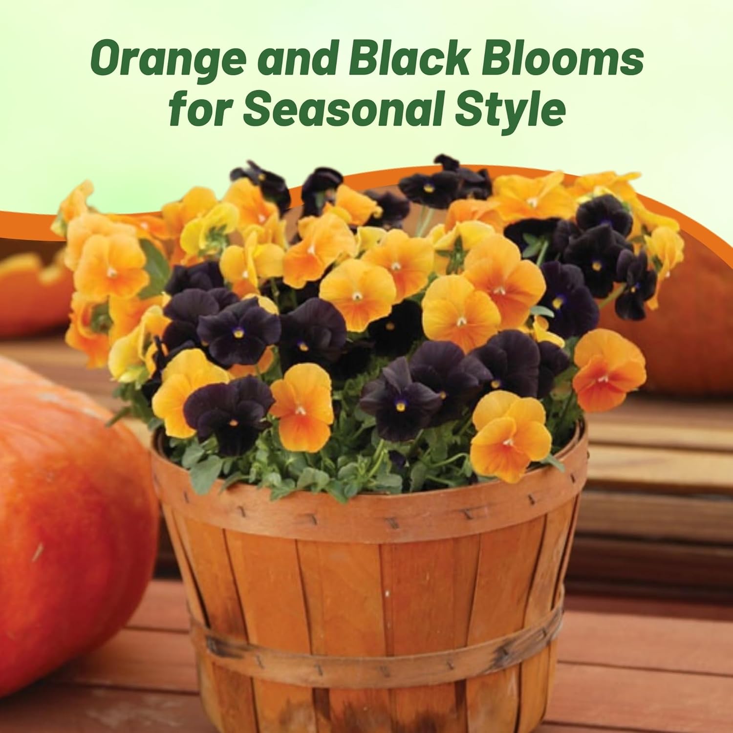 Pansy Panola Halloween Flower Garden
