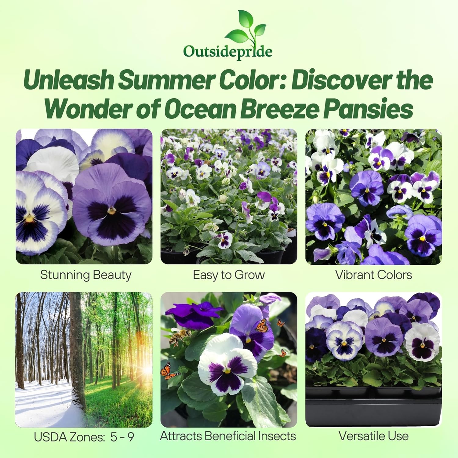 Pansy Ocean Breeze Flower Garden Mix