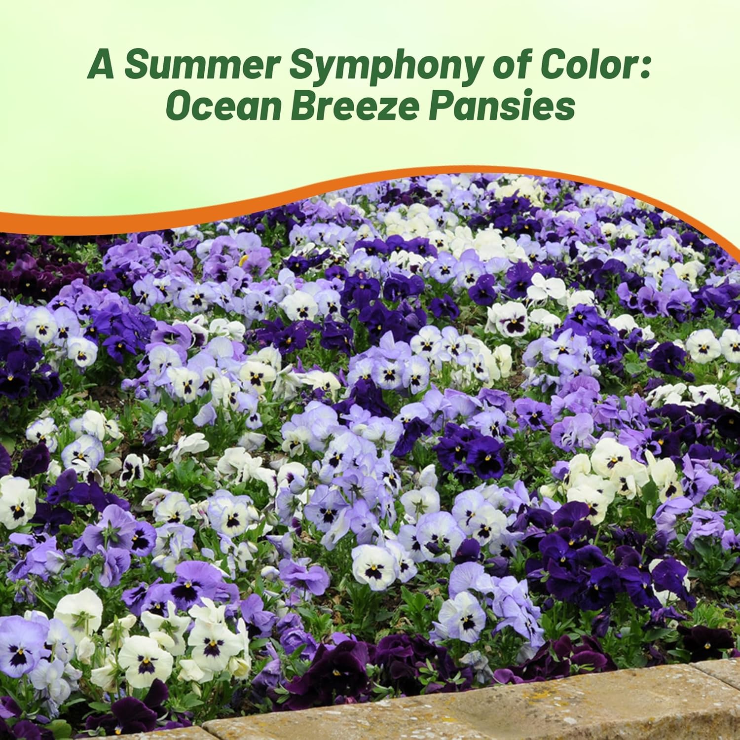 Pansy Ocean Breeze Flower Bed