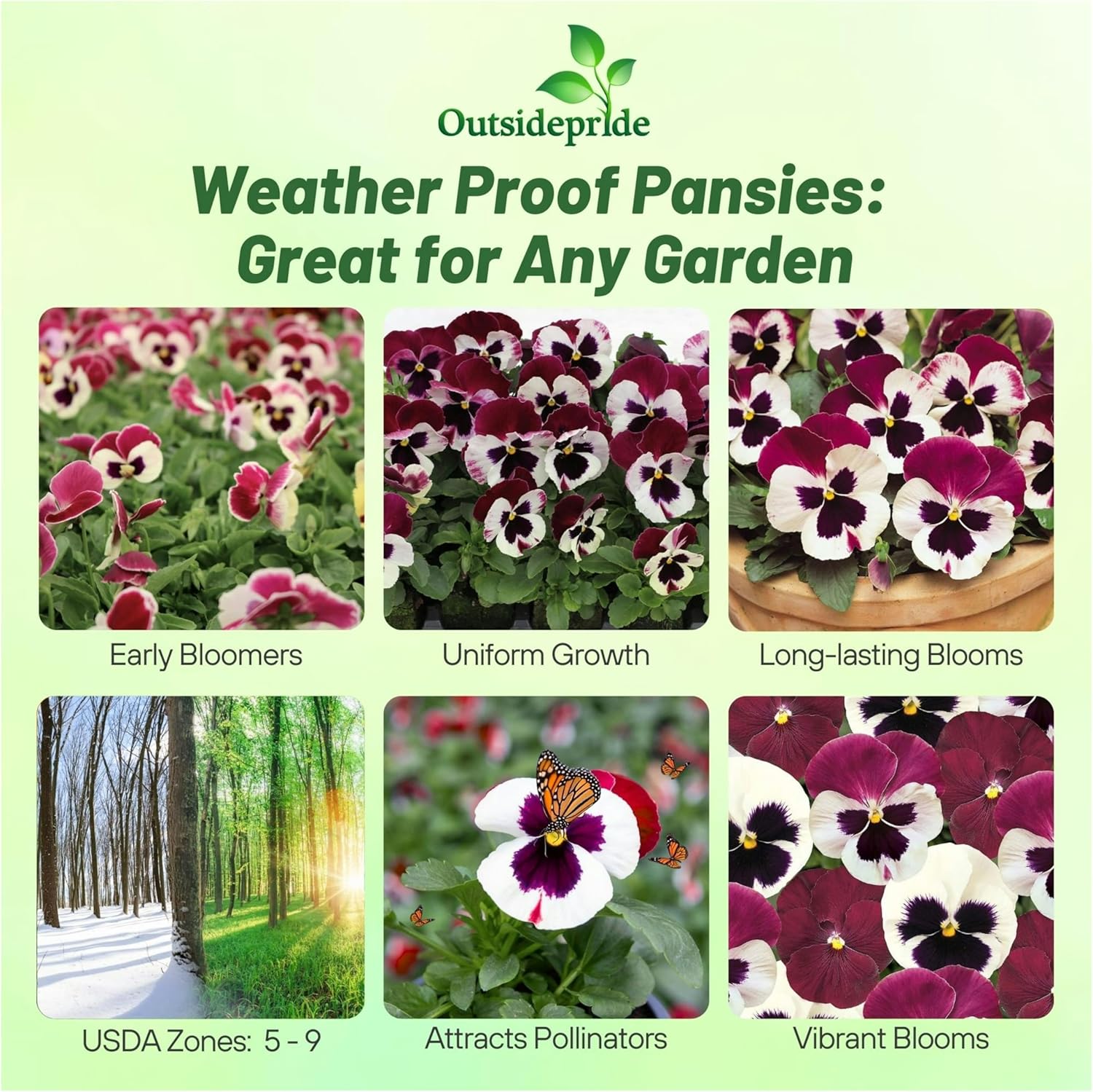 Pansy Matrix Raspberry Sundae Mixture