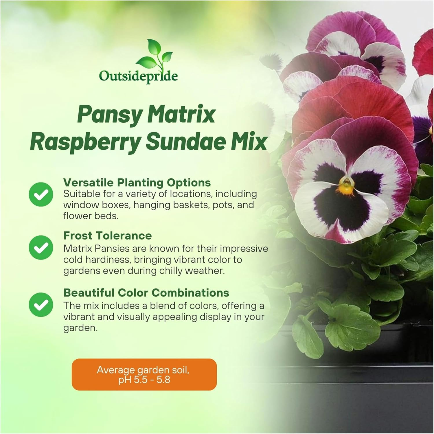 Pansy Matrix Raspberry Sundae Flowers