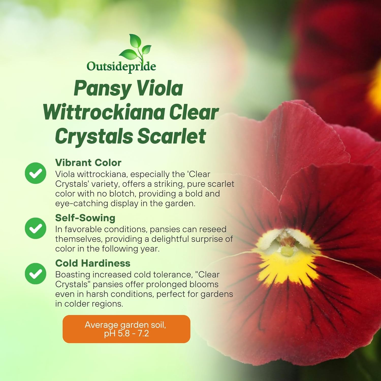 Viola Clear Crystals Scarlet Flower Garden