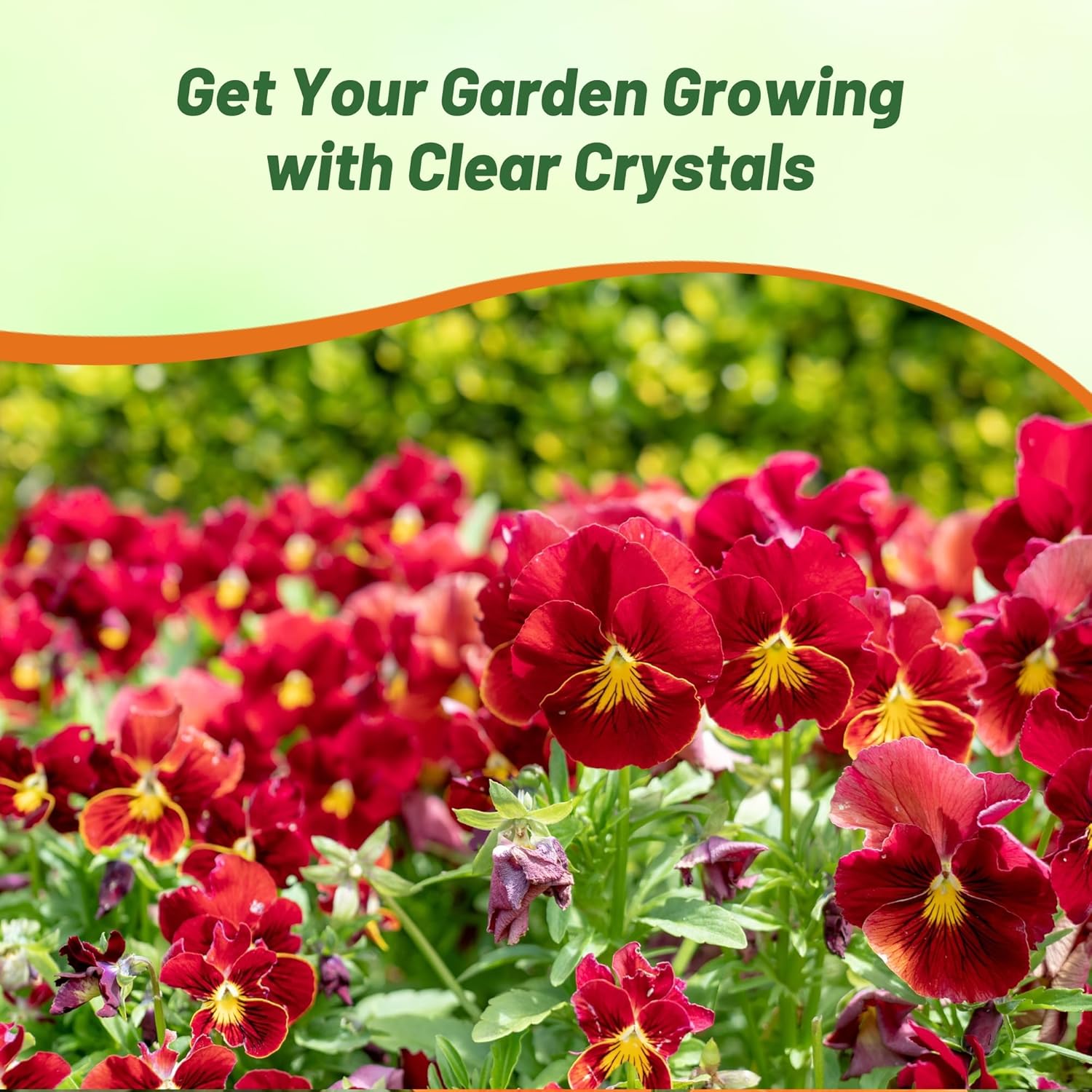 Viola Clear Crystals Scarlet Container Flowers