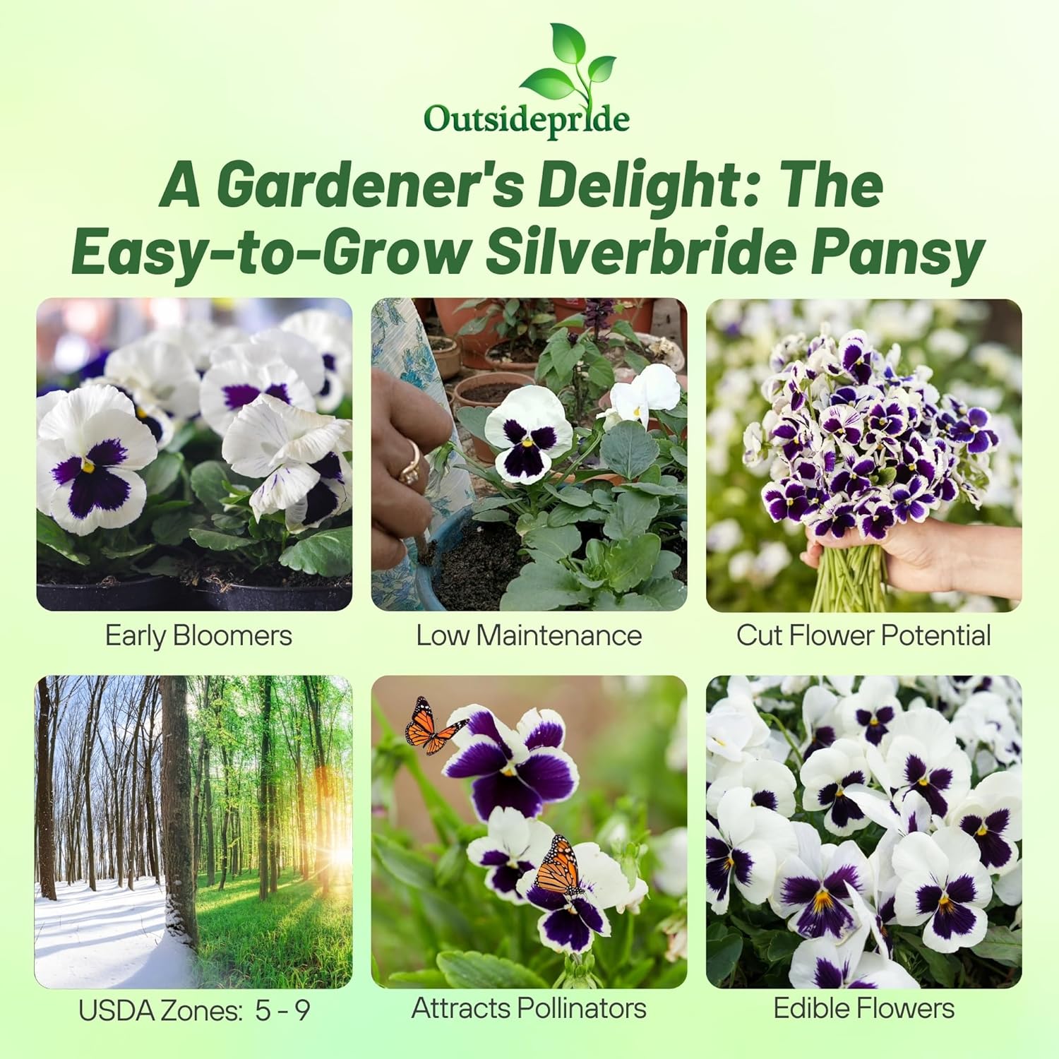 Pansy Swiss Giants Silverbride Garden Flowers
