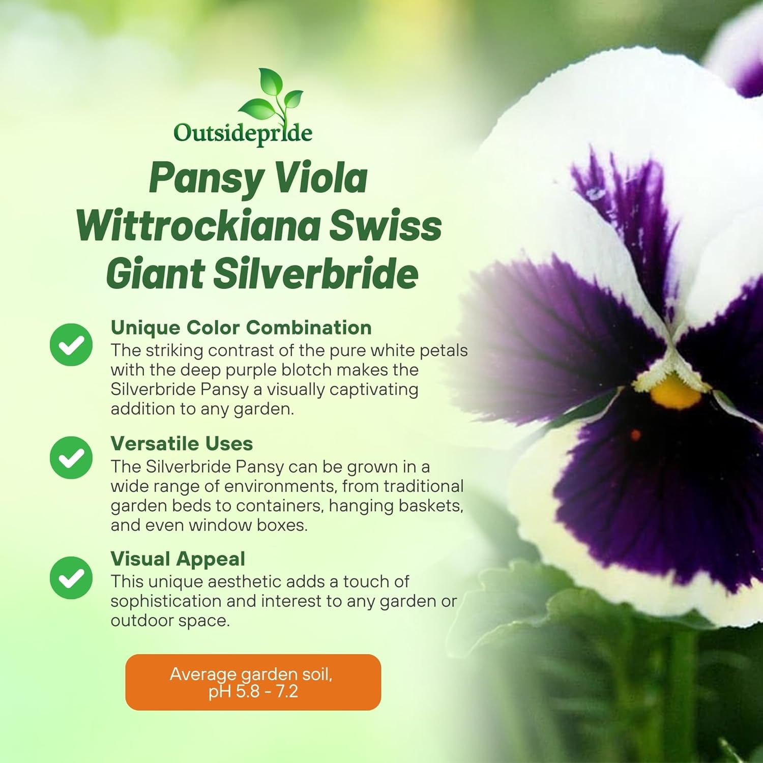 Pansy Silverbride Flower Seeds