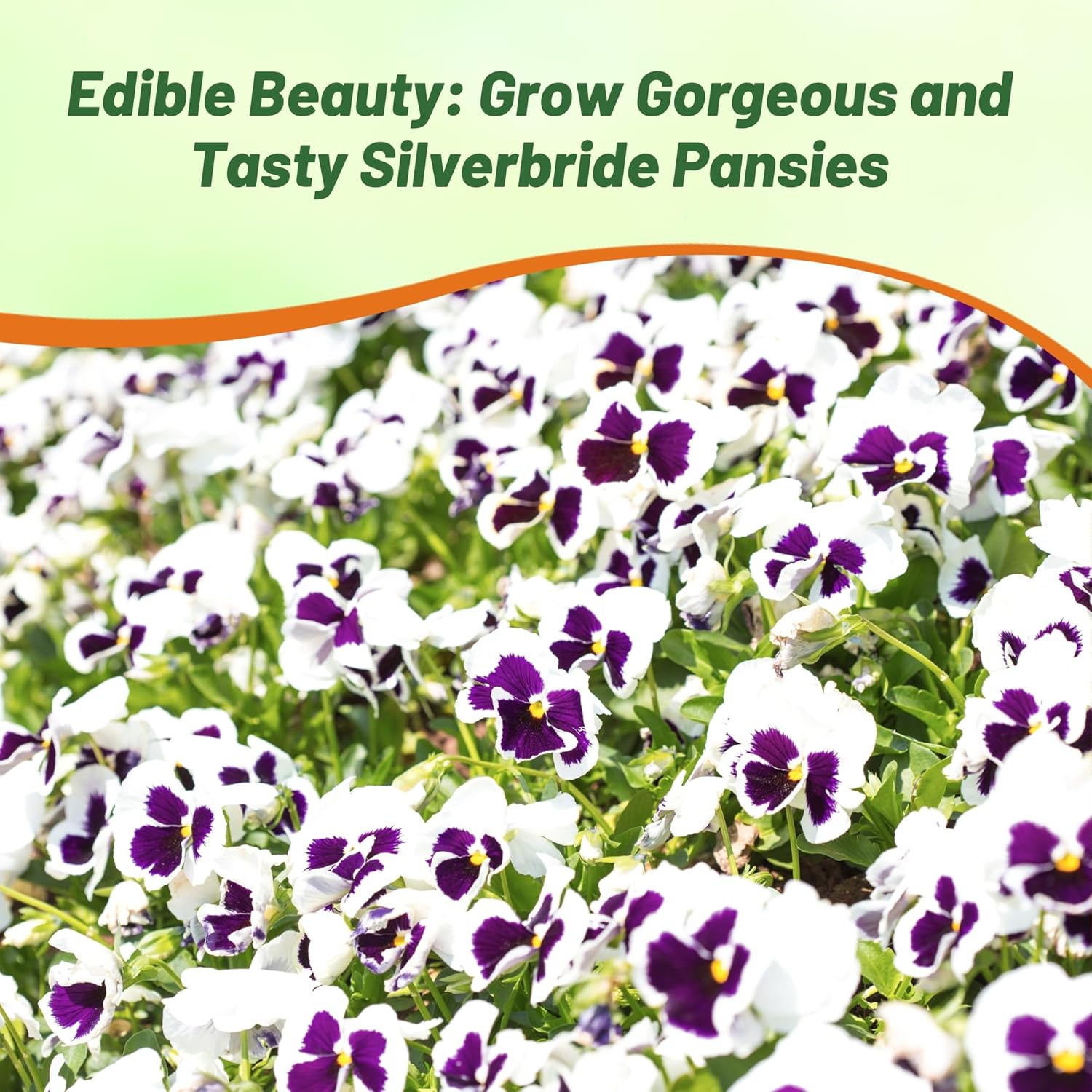 Pansy Swiss Giants Silverbride Flower Bed