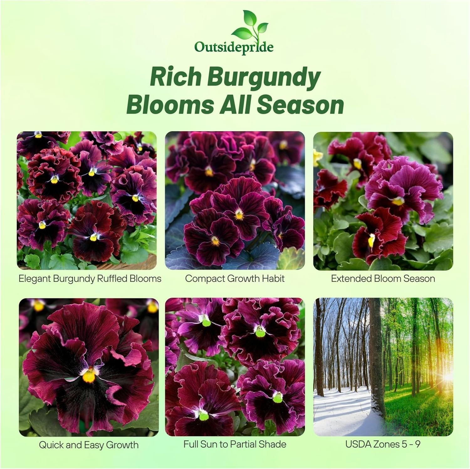 Pansy Frizzle Sizzle Burgundy Container Flowers