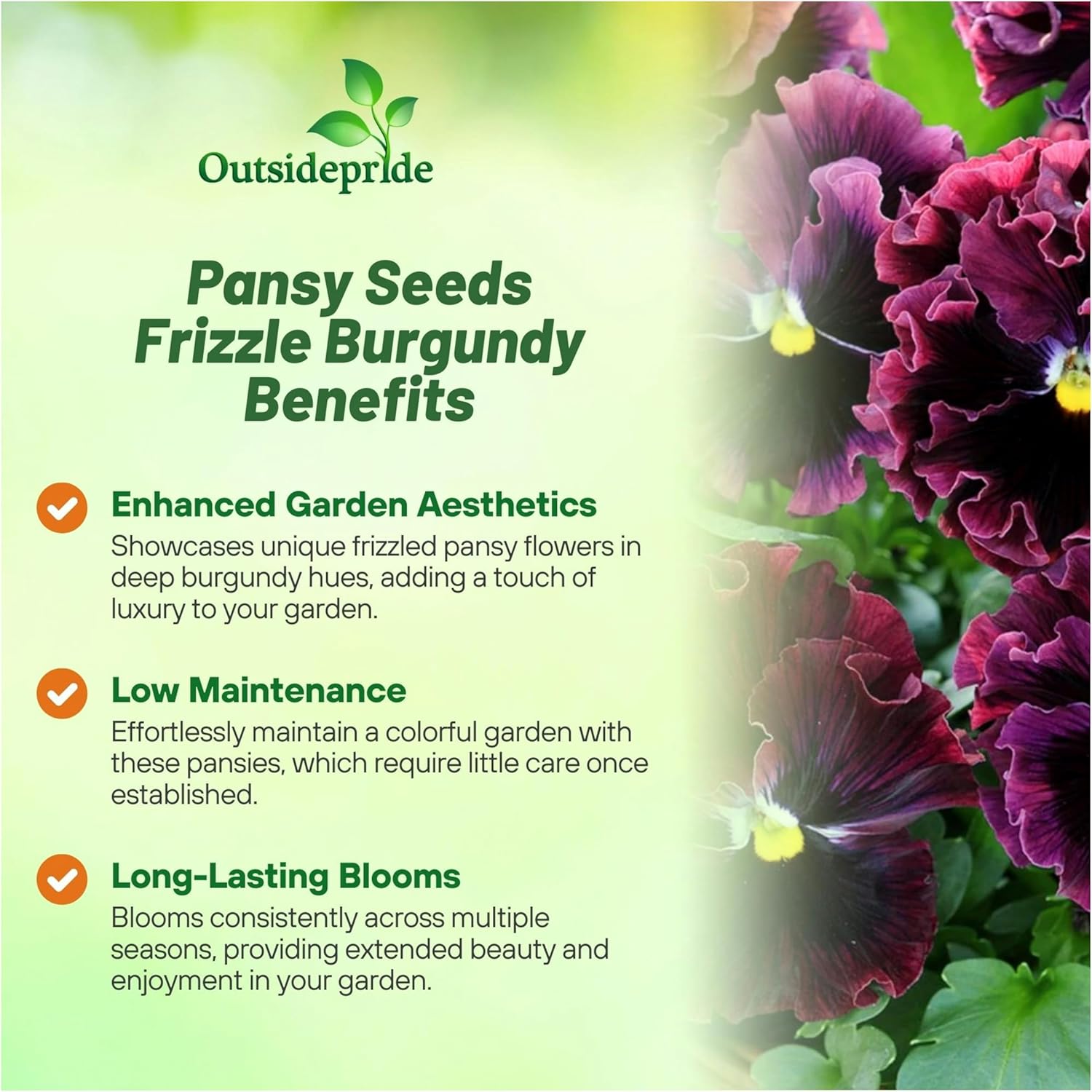 Pansy Frizzle Sizzle Burgundy Garden Flowers