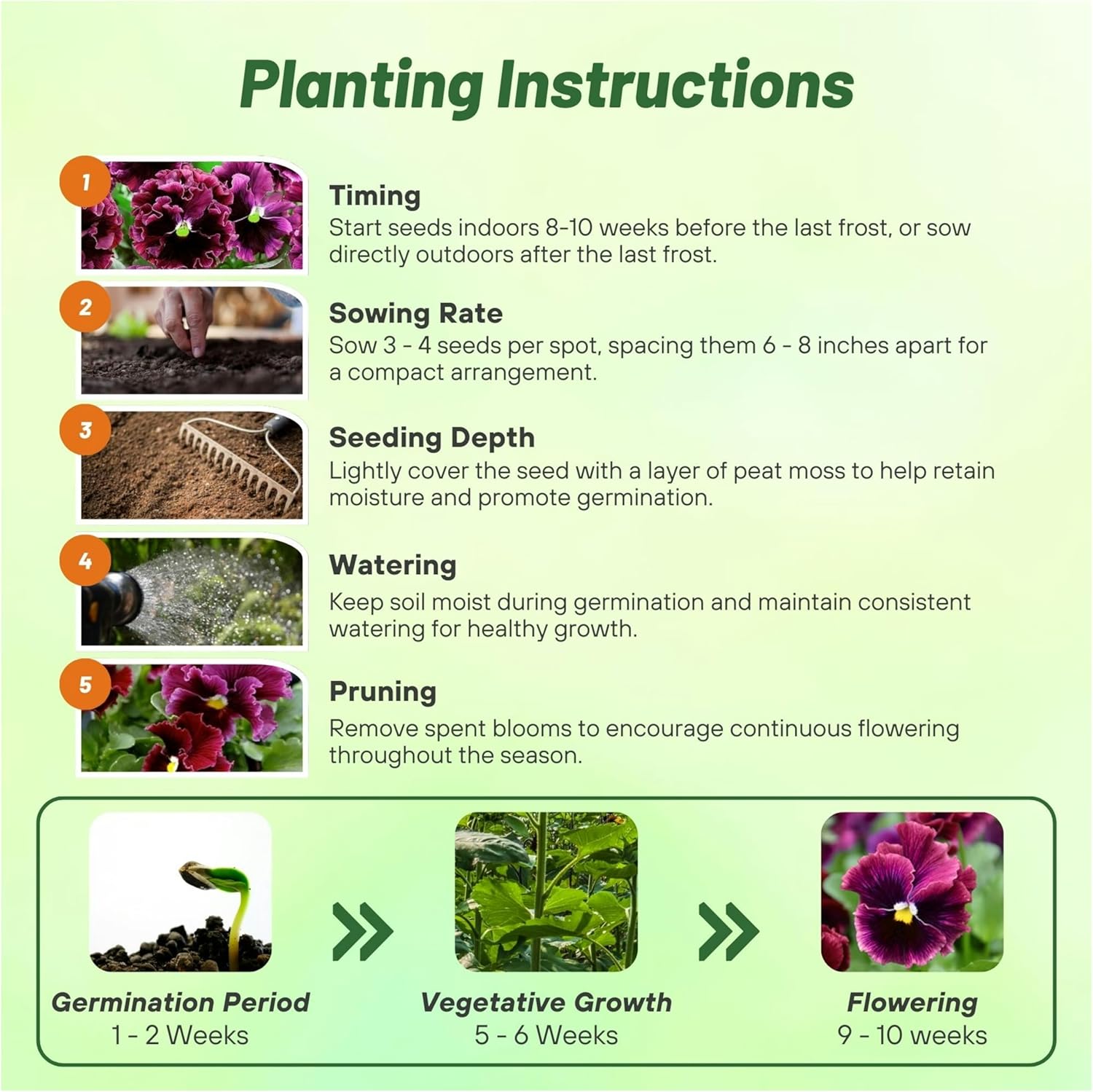 Pansy Frizzle Sizzle Burgundy Planting Directions