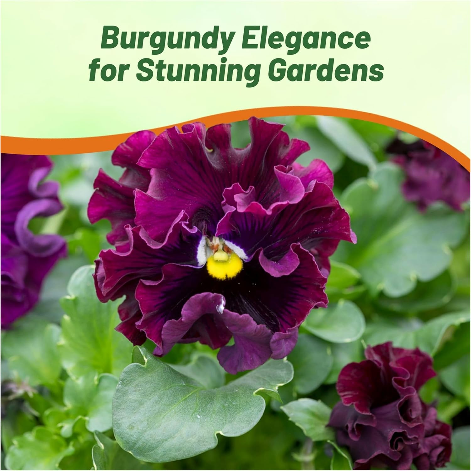 Pansy Frizzle Sizzle Burgundy Flower Beds