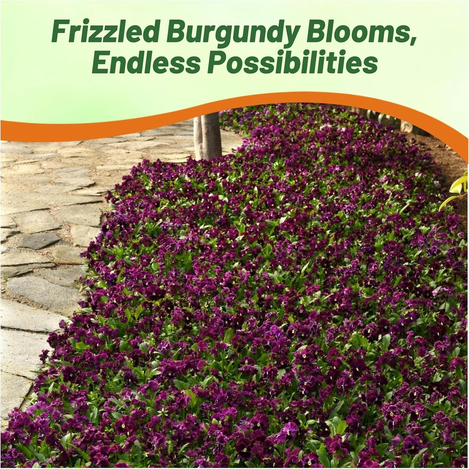 Pansy Frizzle Sizzle Burgundy Seeds
