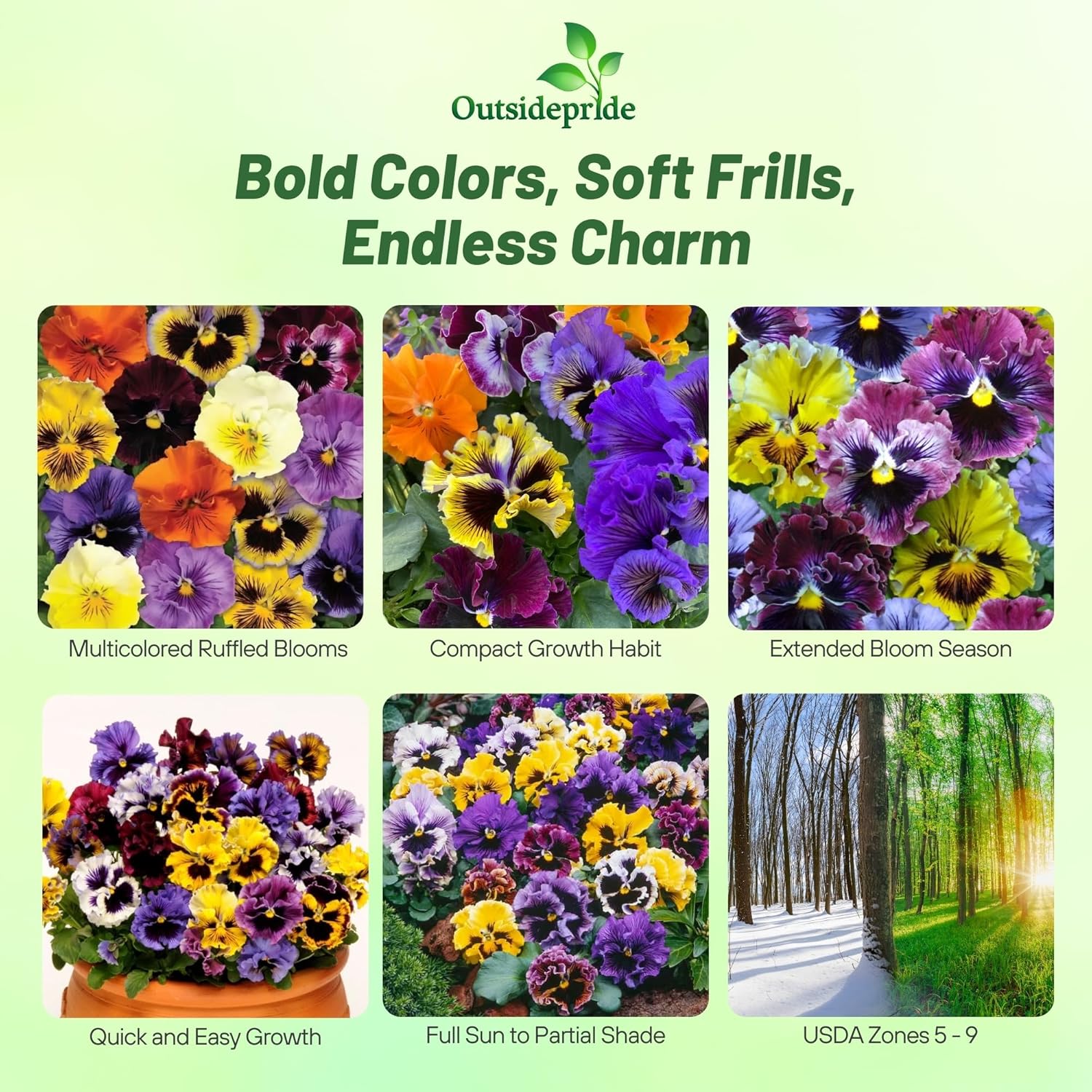 Pansy Frizzle Sizzle Container Mix