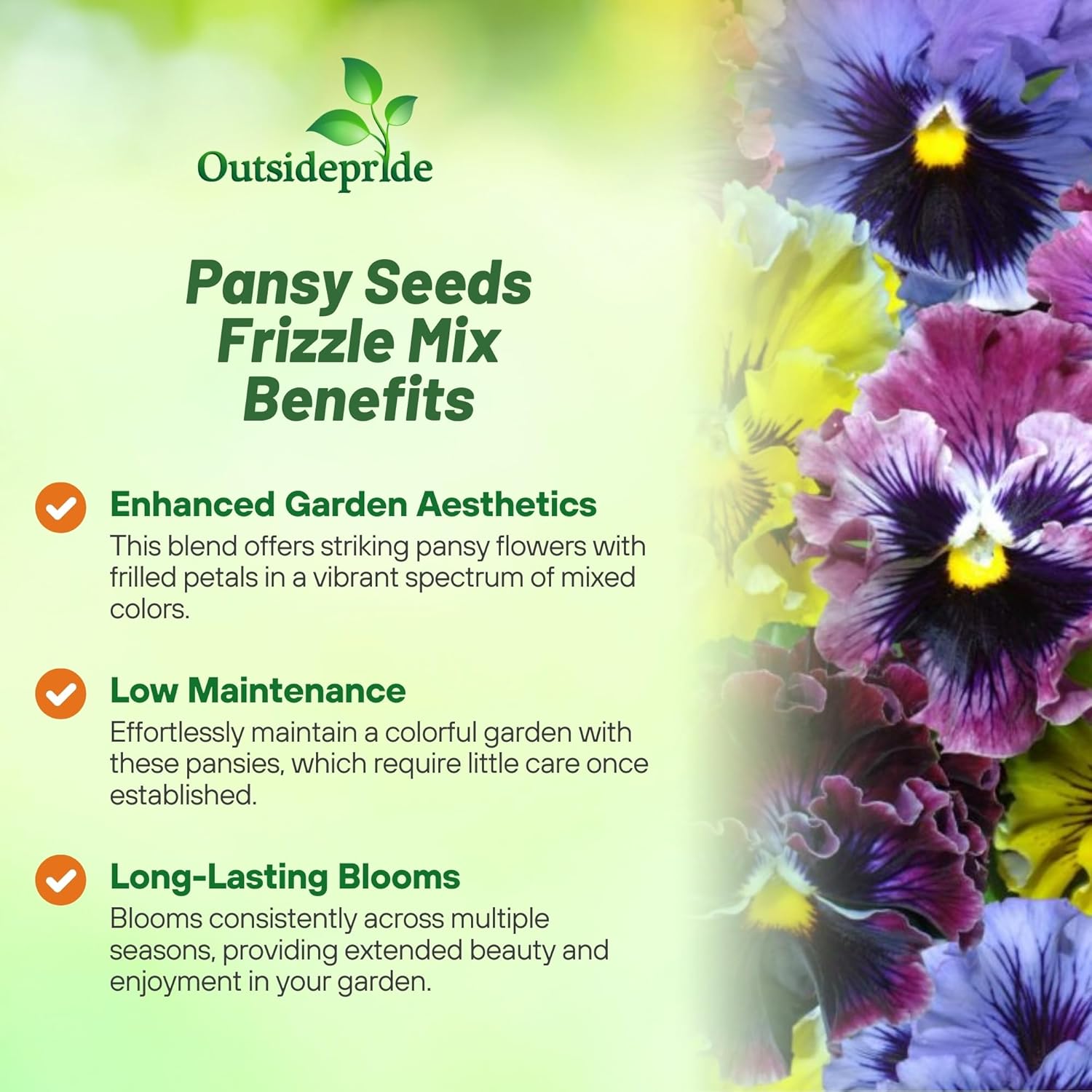 Pansy Frizzle Sizzle Flower Mix