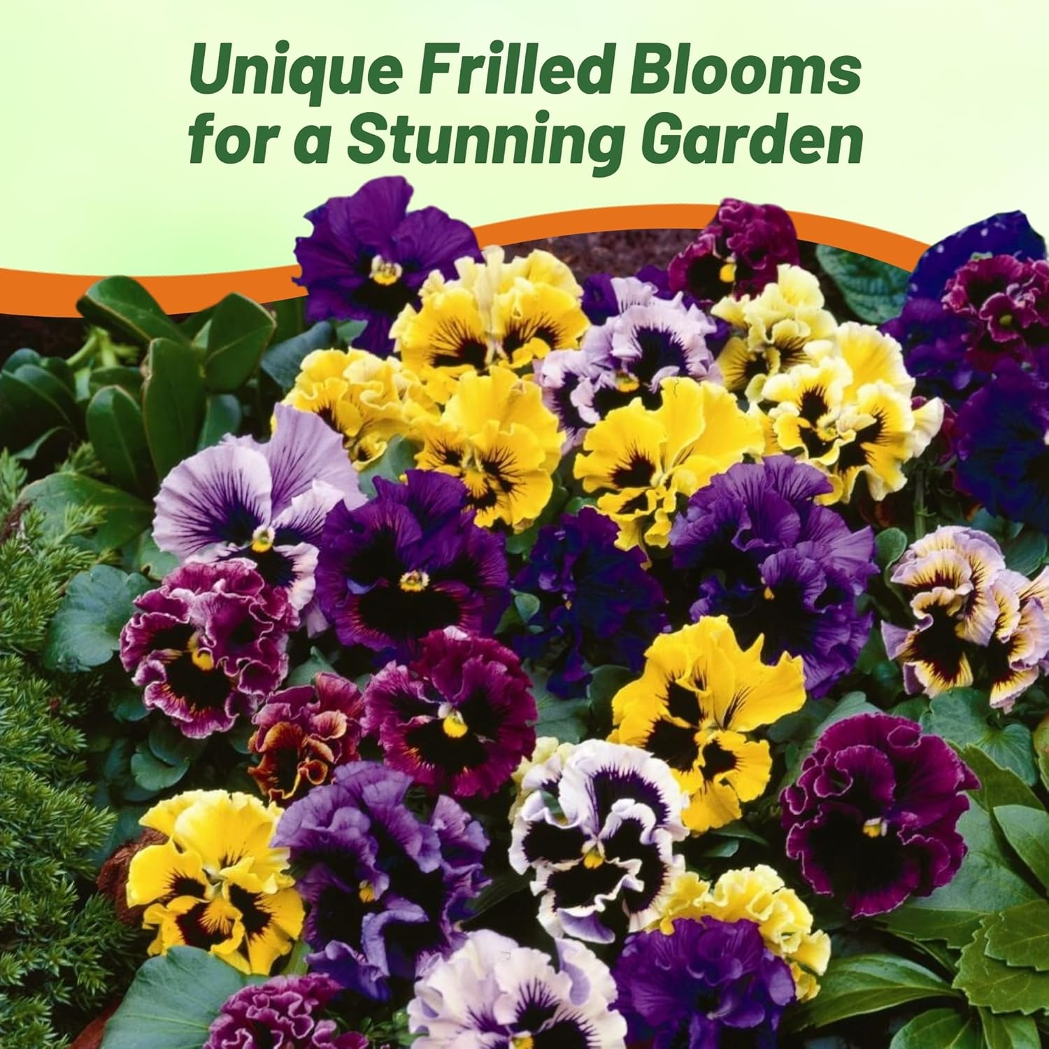Pansy Frizzle Sizzle Flower Garden