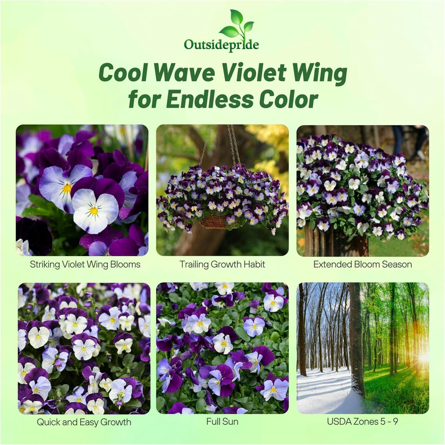 Pansy Cool Wave Violet Wing Trailing Flowers