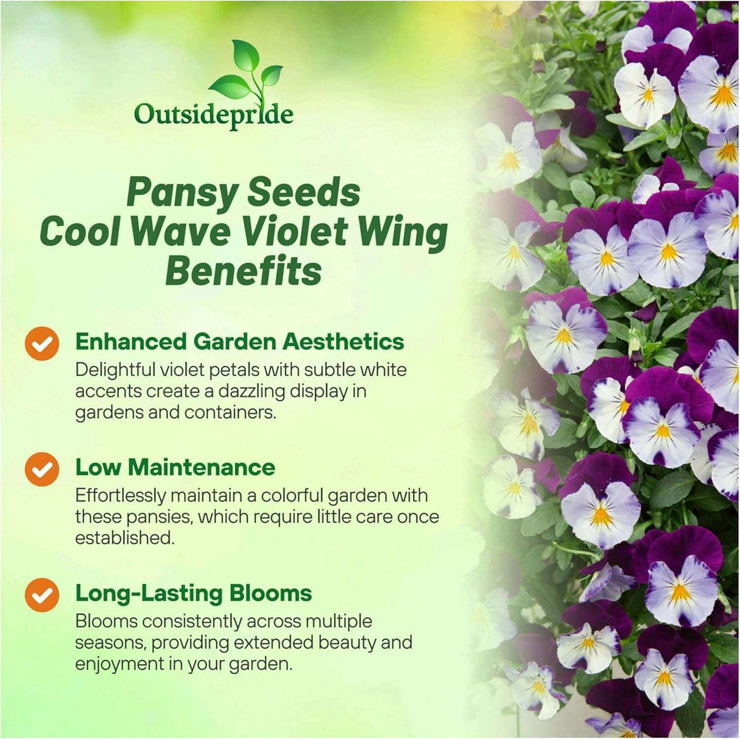 Pansy Cool Wave Violet Wing Spreaing Flowers