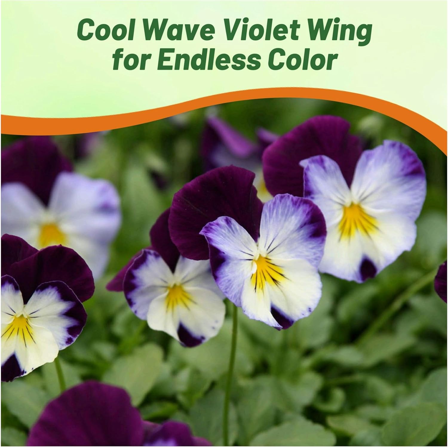 Pansy Cool Wave Violet Wing Flowers