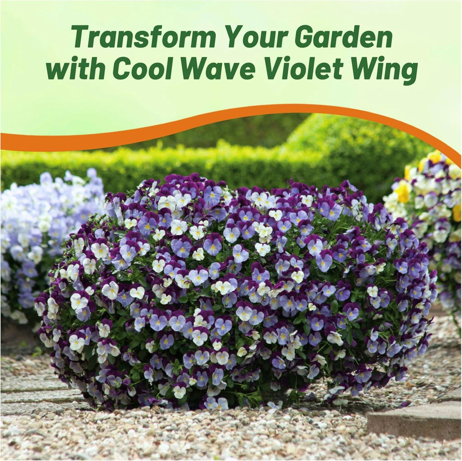 Pansy Cool Wave Violet Wing Flower Bed