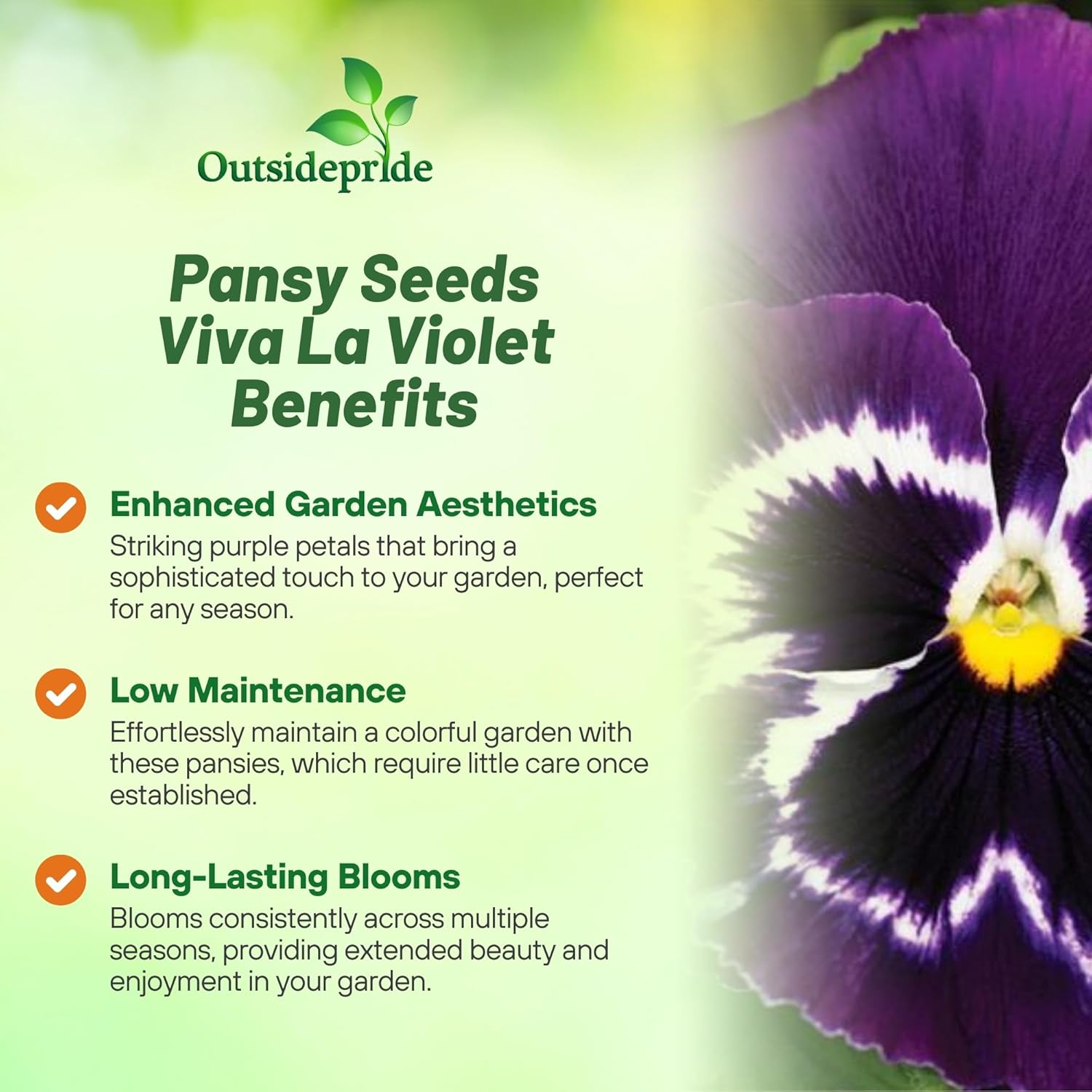 Pansy Mammoth Viva La Violet Container Flowers