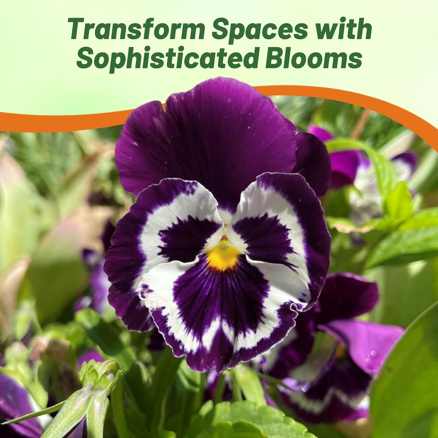 Pansy Viva La Violet Flowers