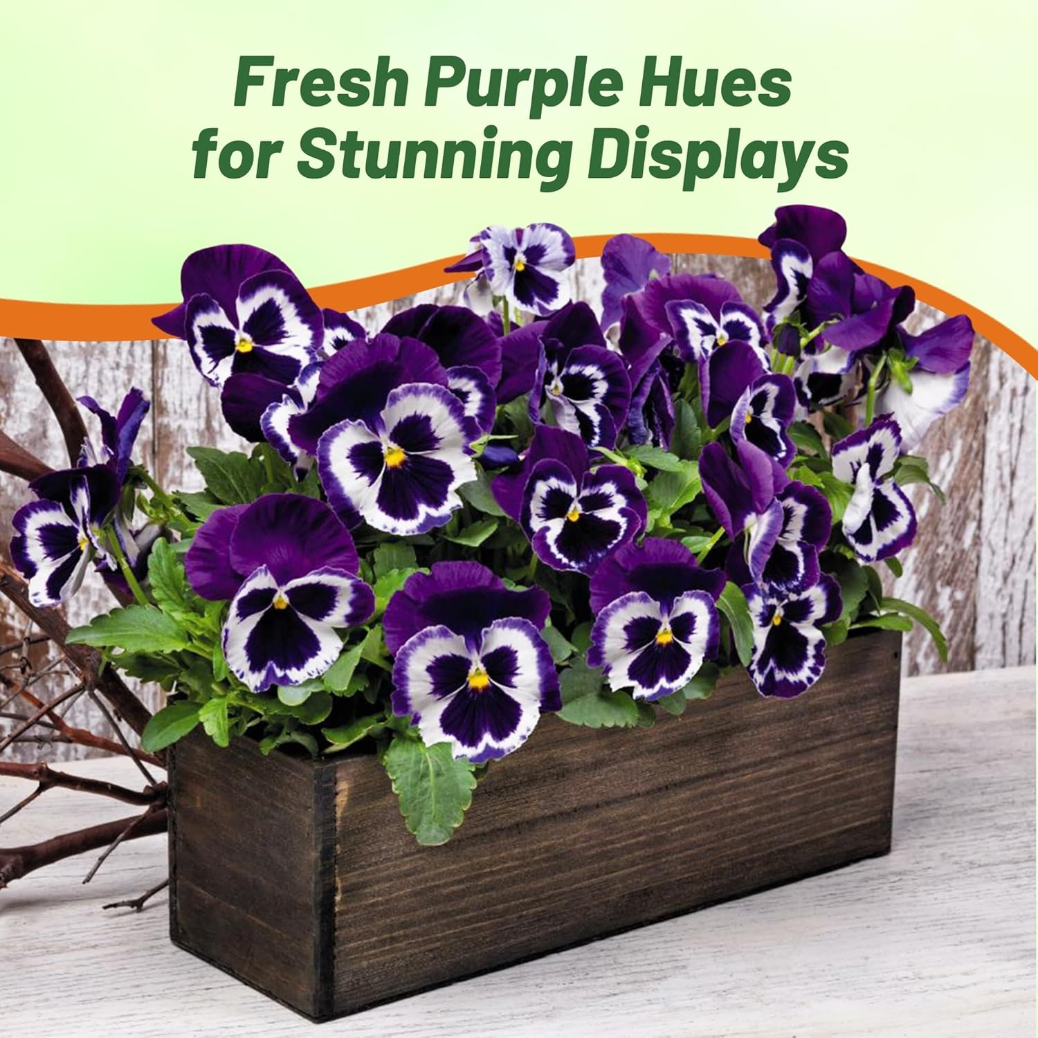 Pansy Mammoth Viva La Violet Flower Garden