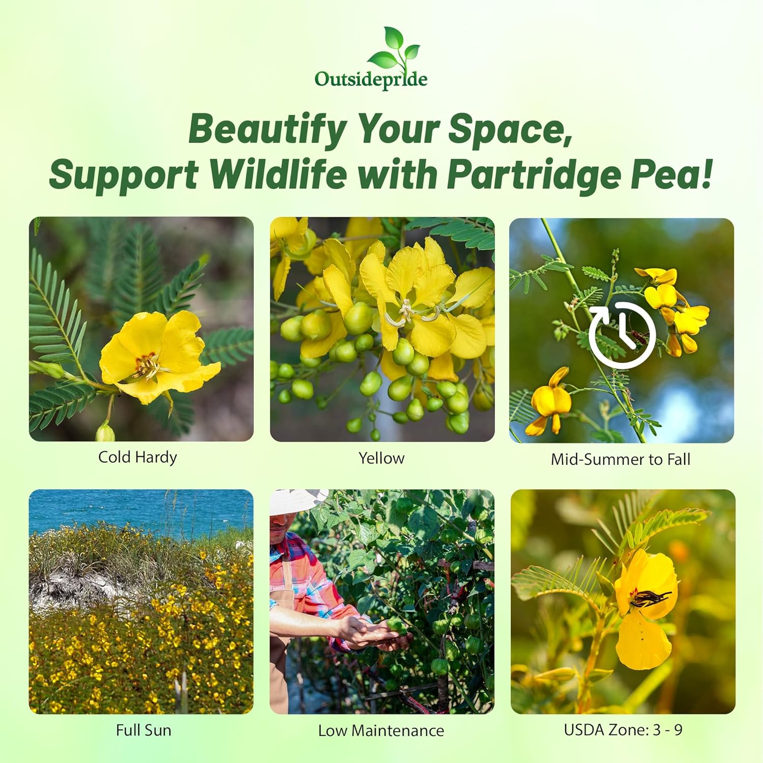 Partridge Pea Wildlife Habitat