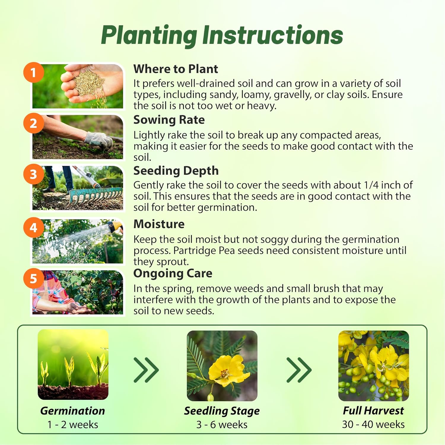 Partridge Pea Planting Directions