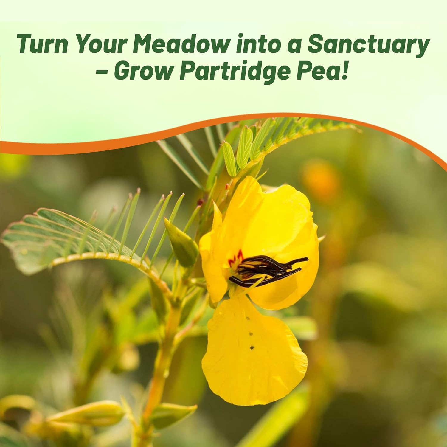 Drought Tolerant Partridge Pea Plant